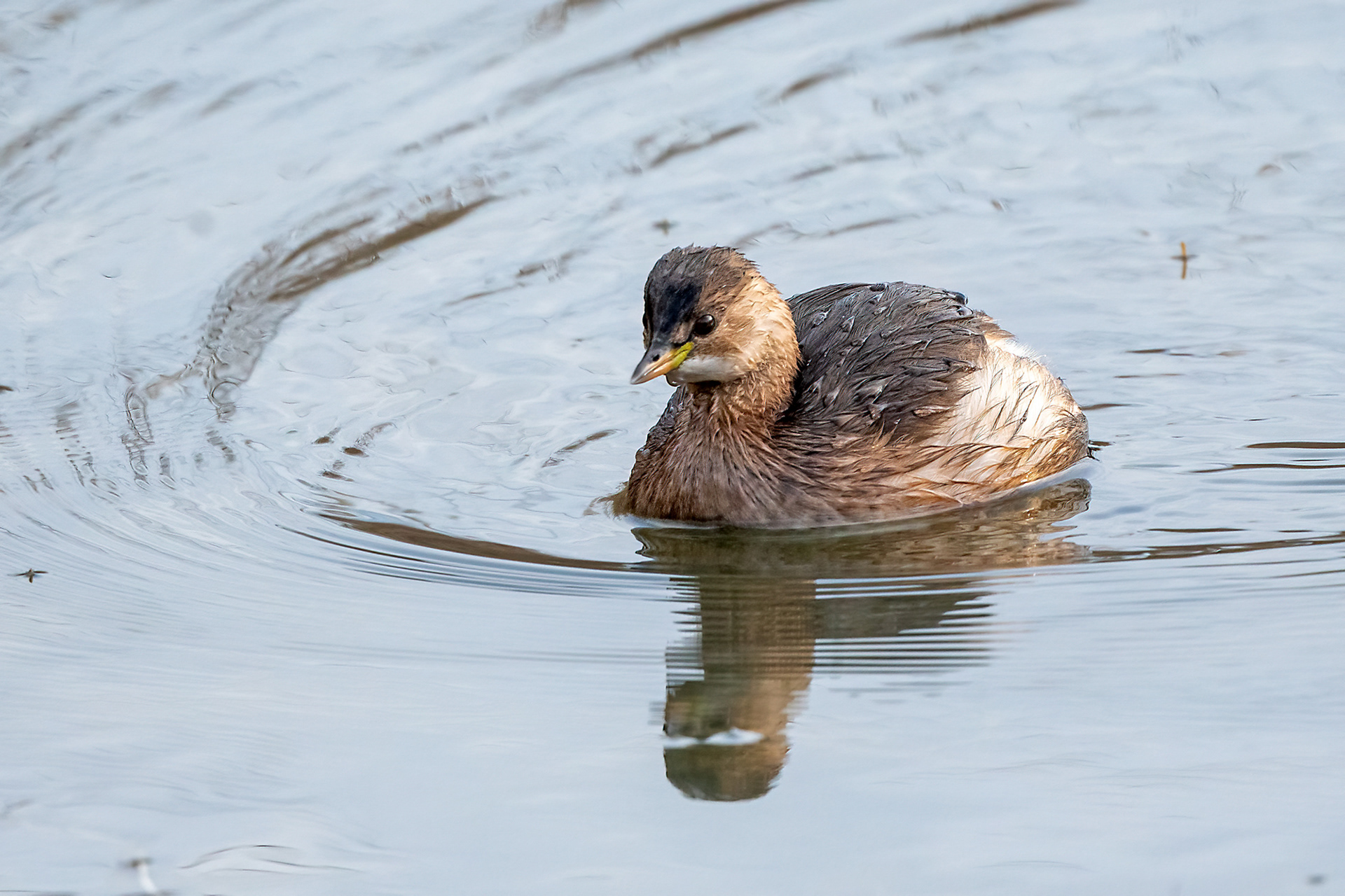 Riserva Sentina - tuffetto