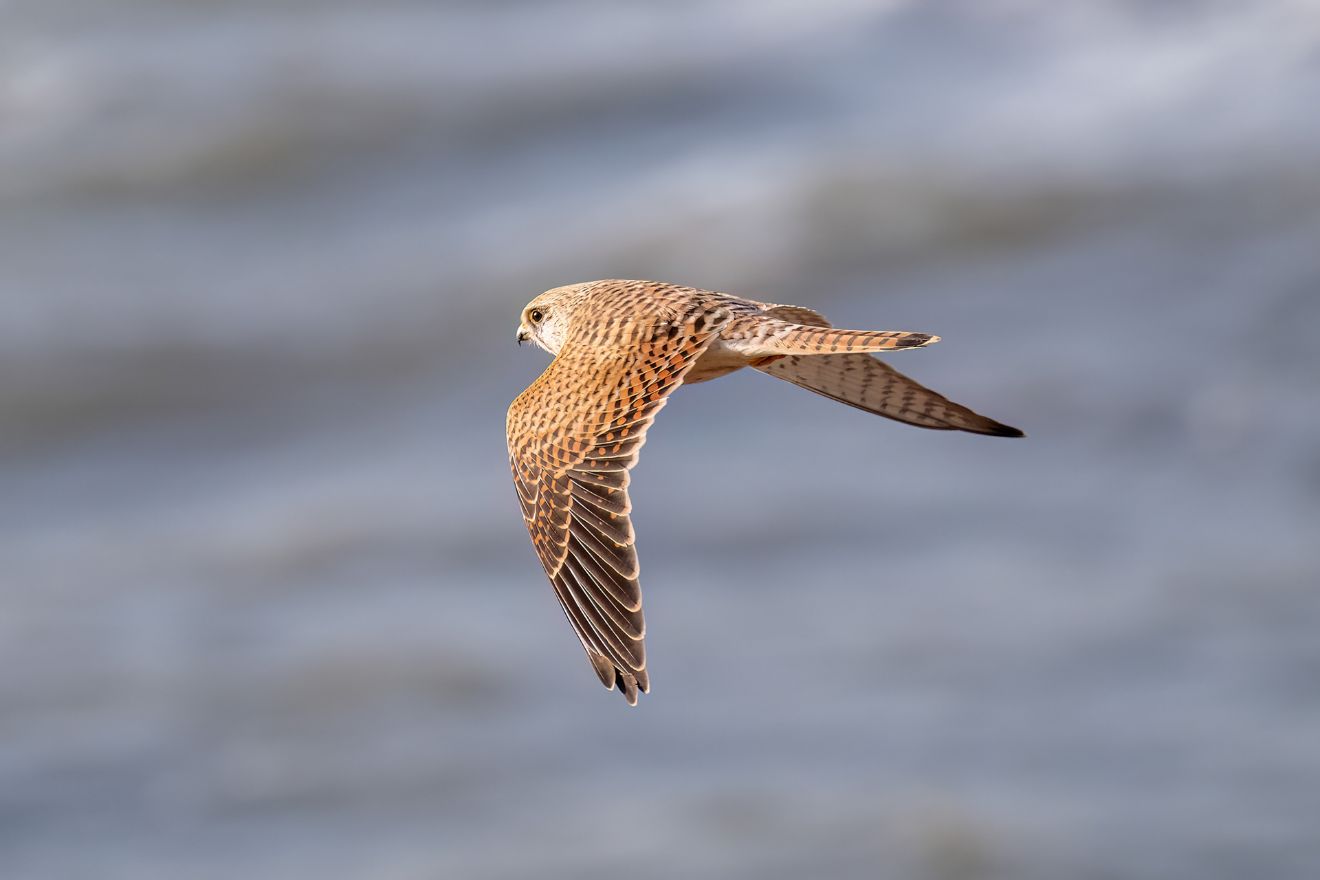 Penestin - Gheppio femmina