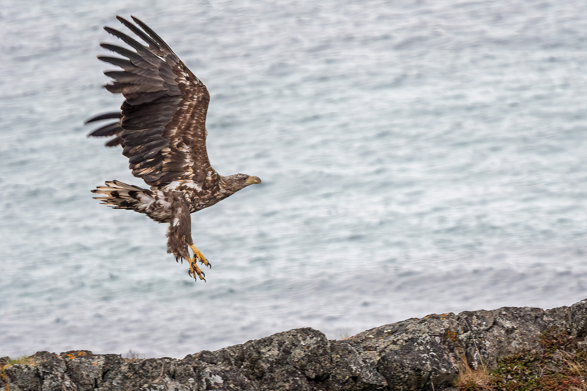Penisola di Varanger - Aquila di mare codabianca giovane