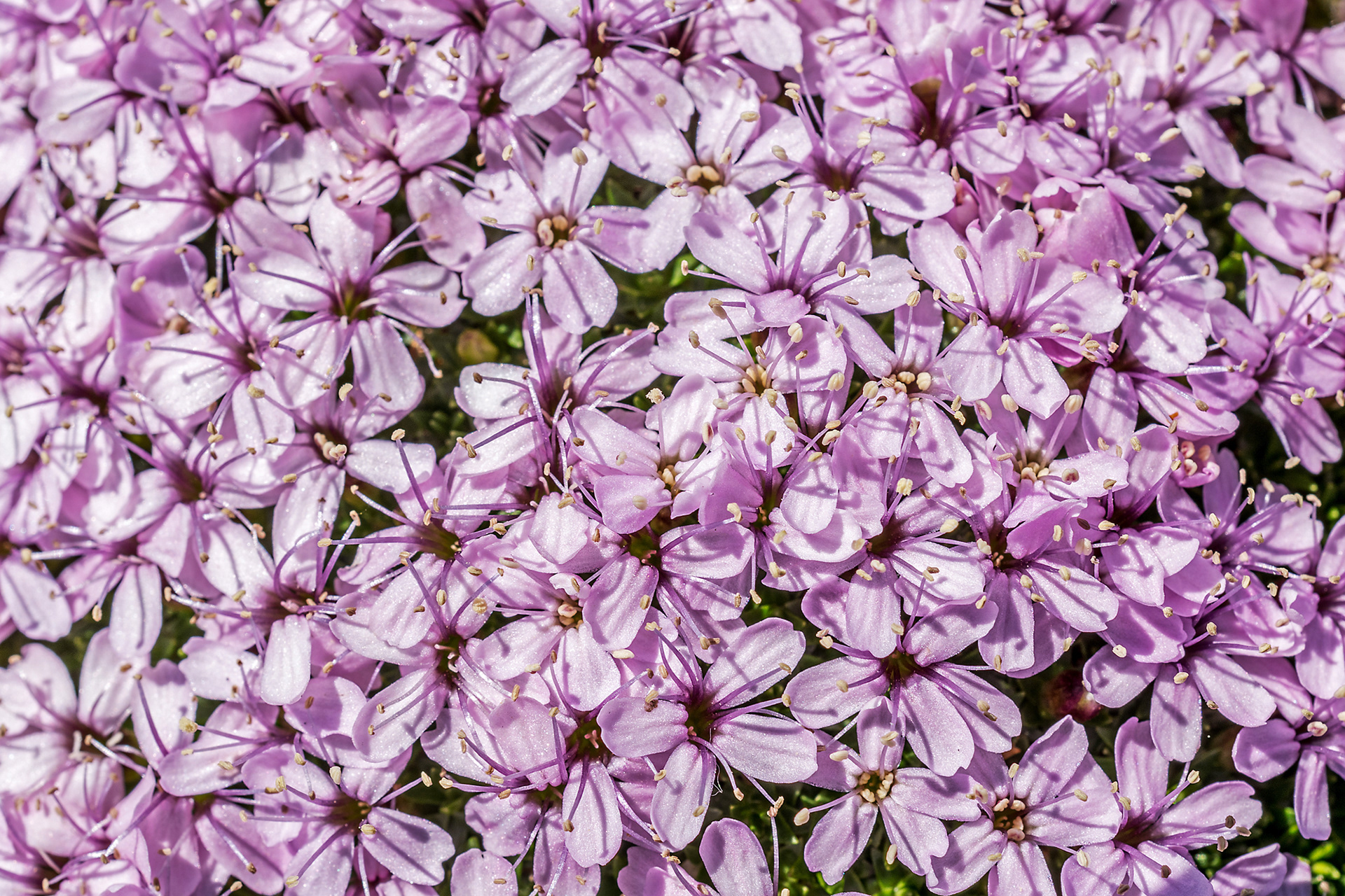 Silene acaulis