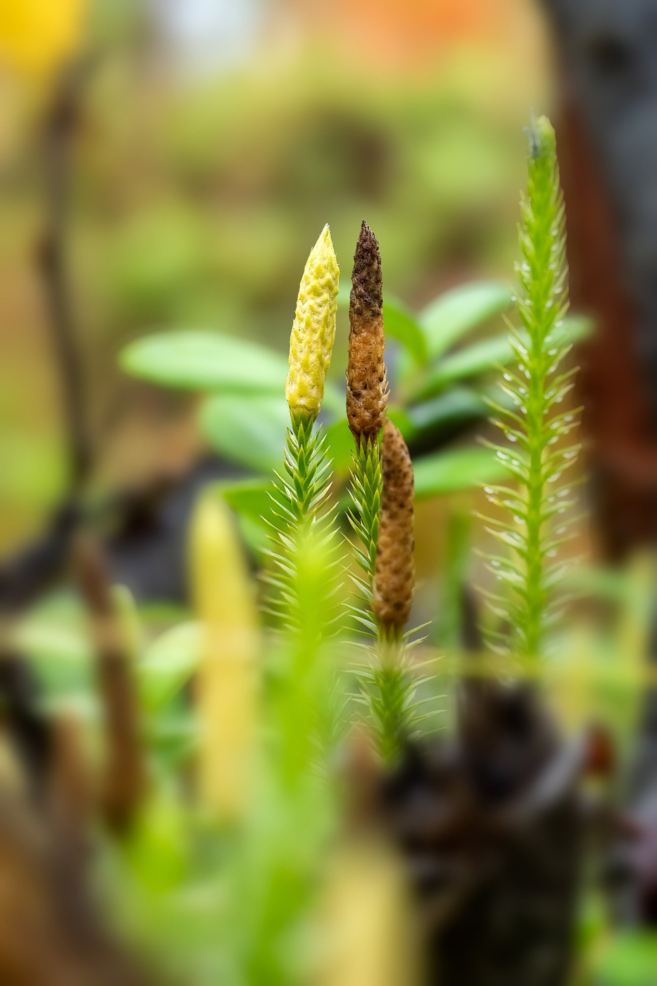 Lycopodium annotinum