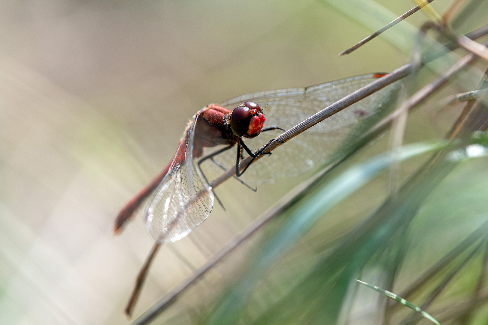 Sympetrum sanguineum