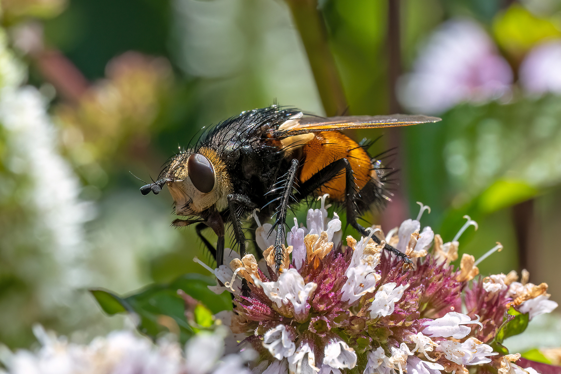 Tachina fera