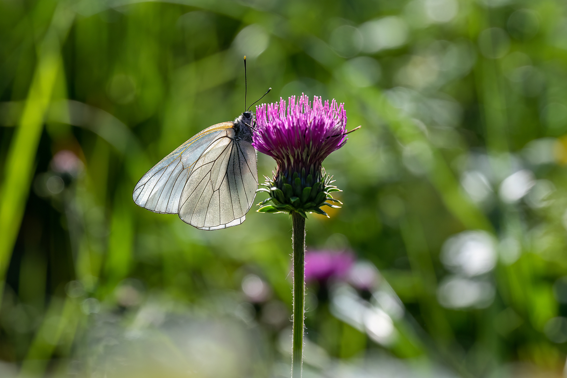Aporia crataegi