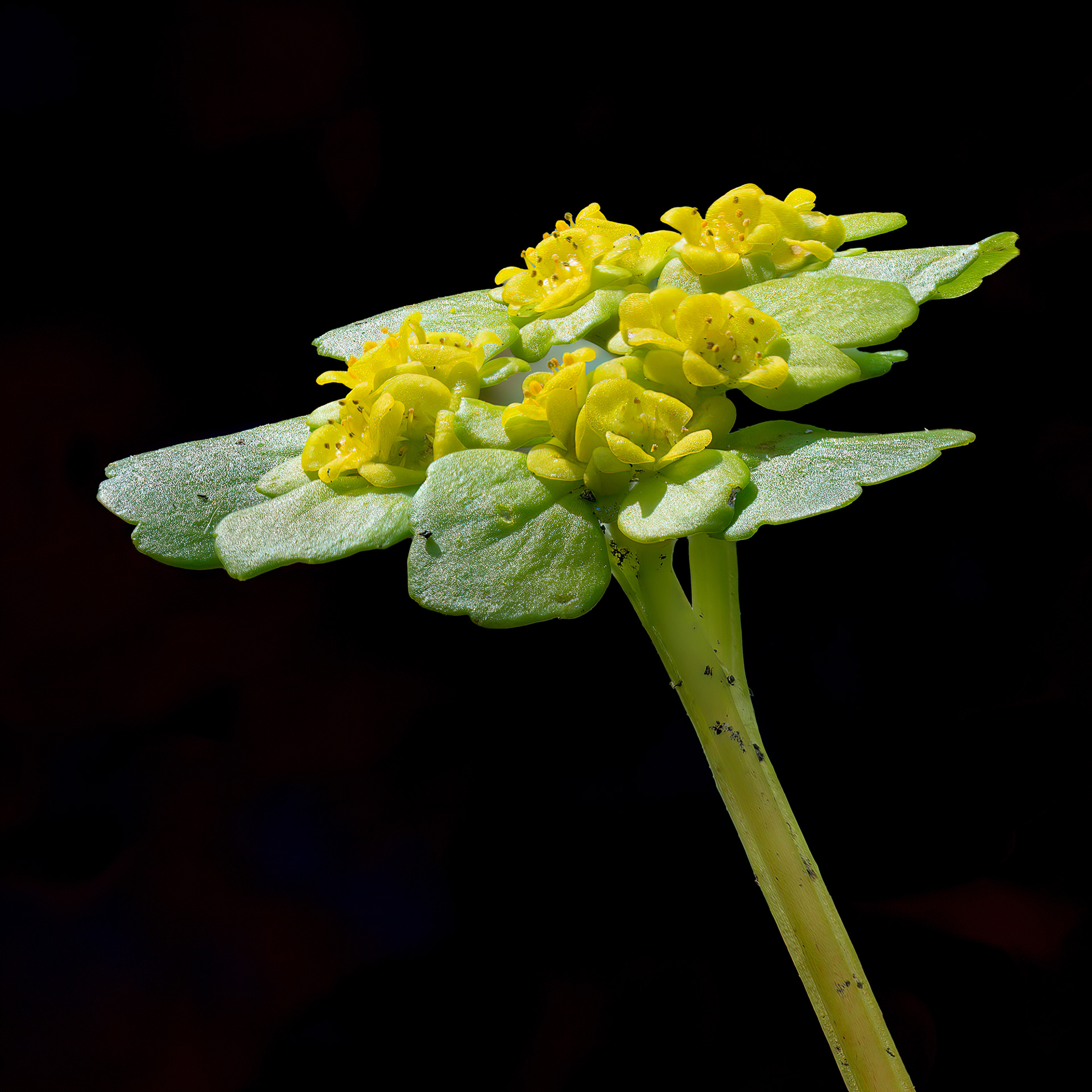 Erba milza - Chrysosplenium alternifolium