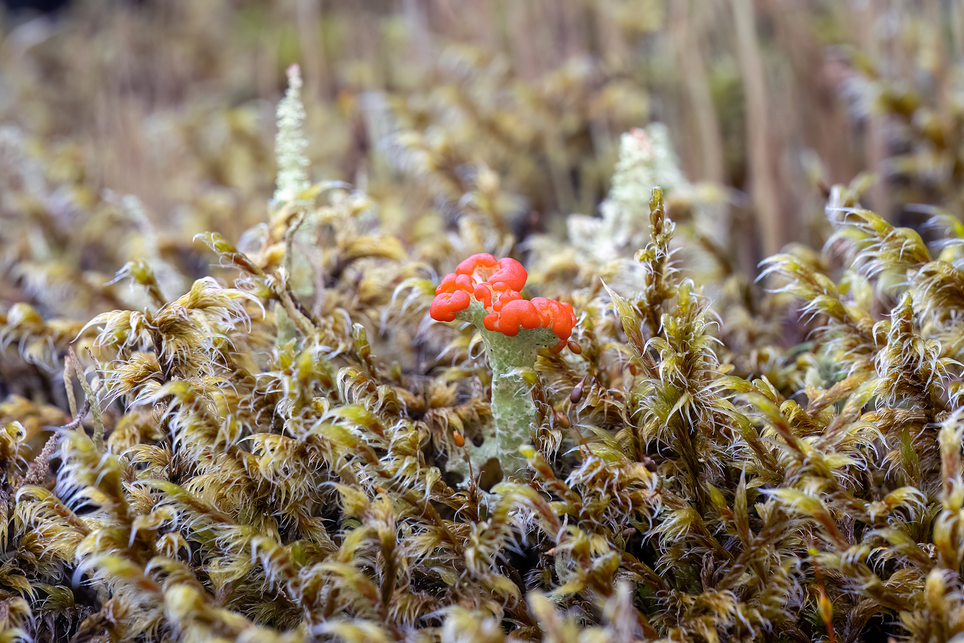 Cladonia coccifera