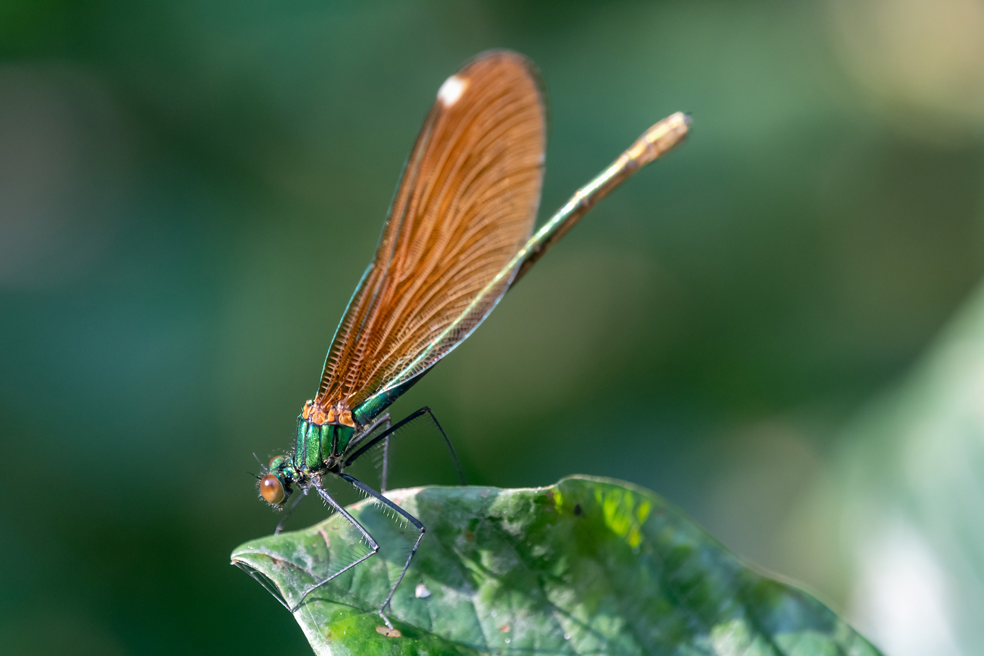 Calopteryx