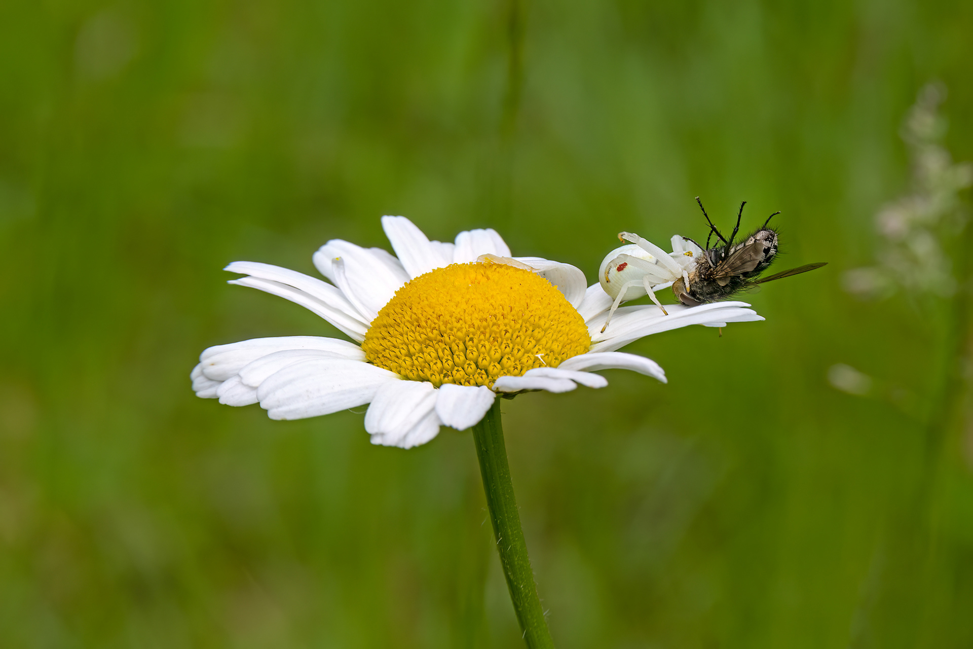 Thomisus