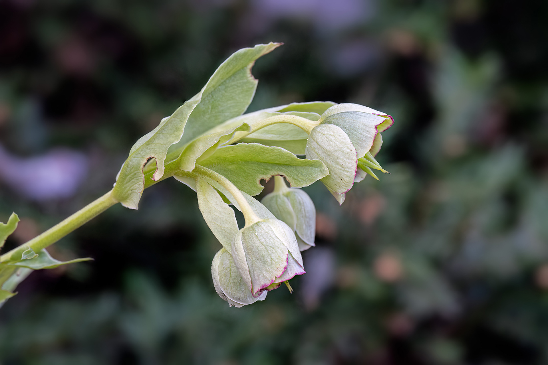 Helleborus foetidus