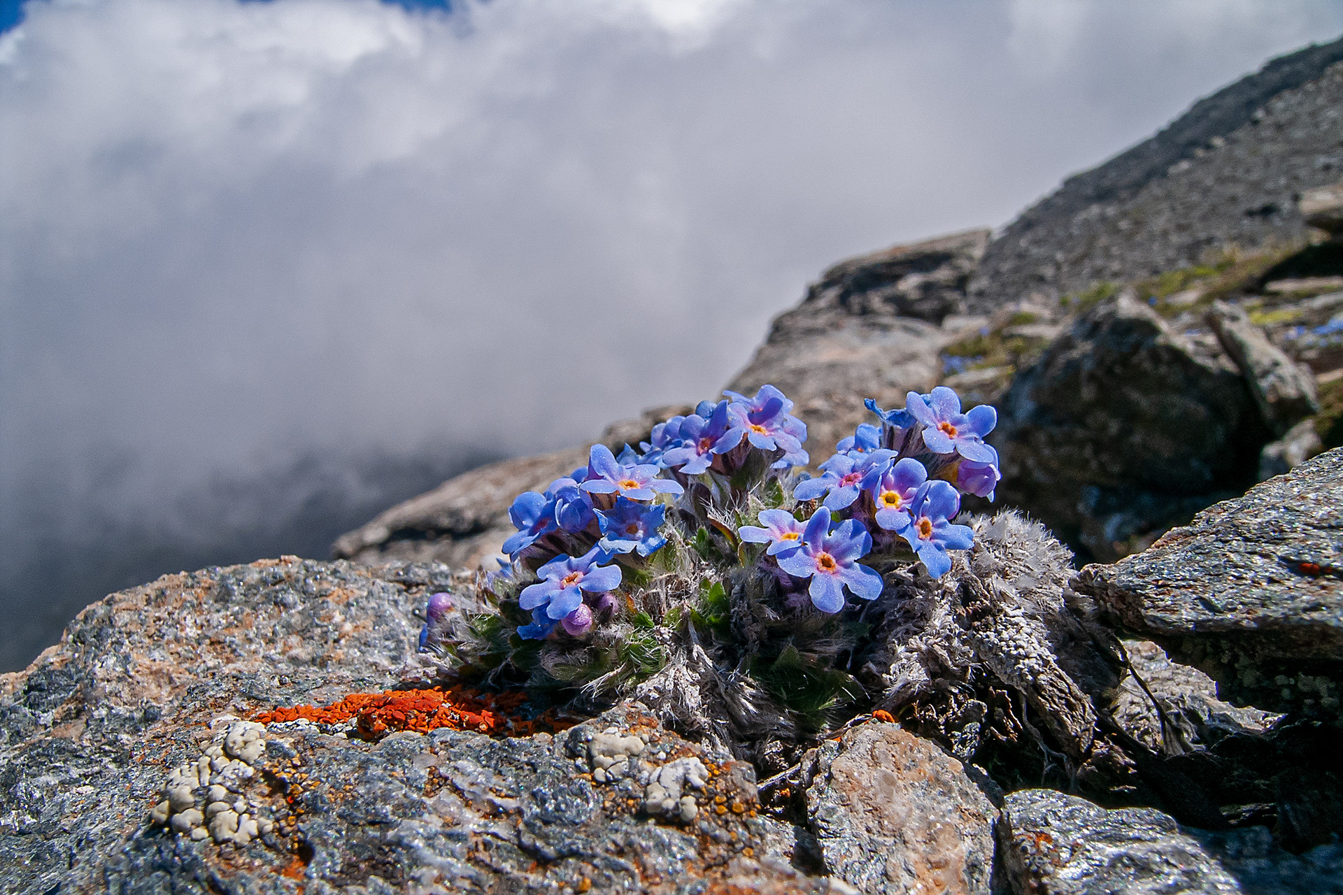 Myosotis nano