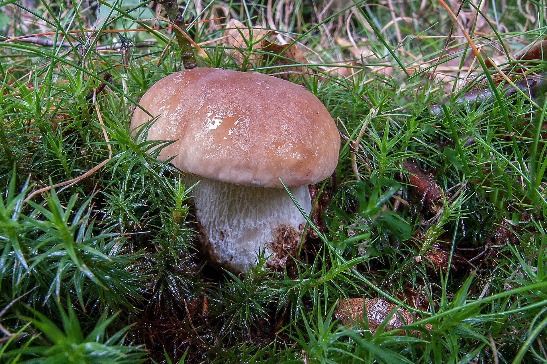 Boletus edulis