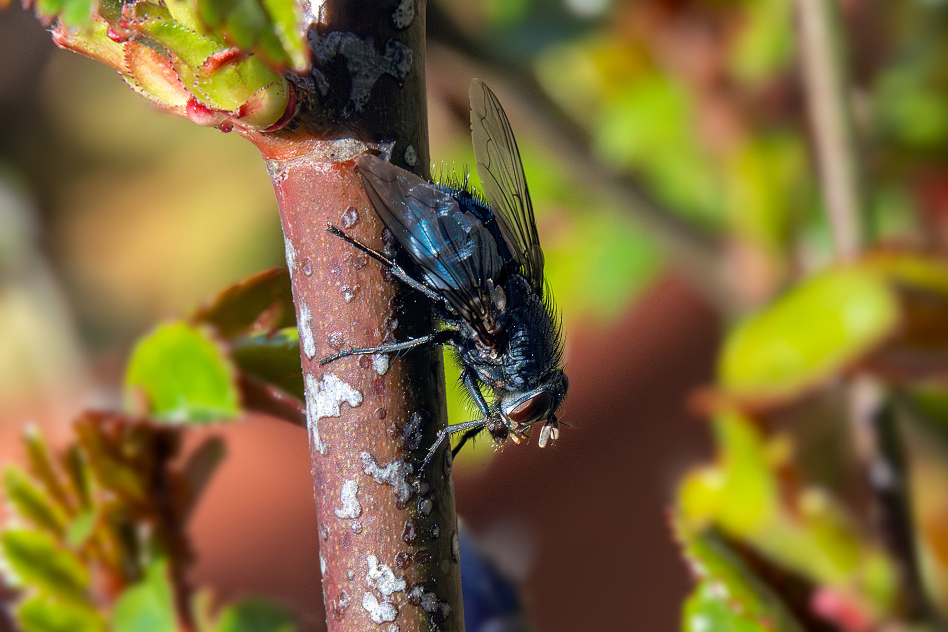 Calliphora vicina o vomitoria
