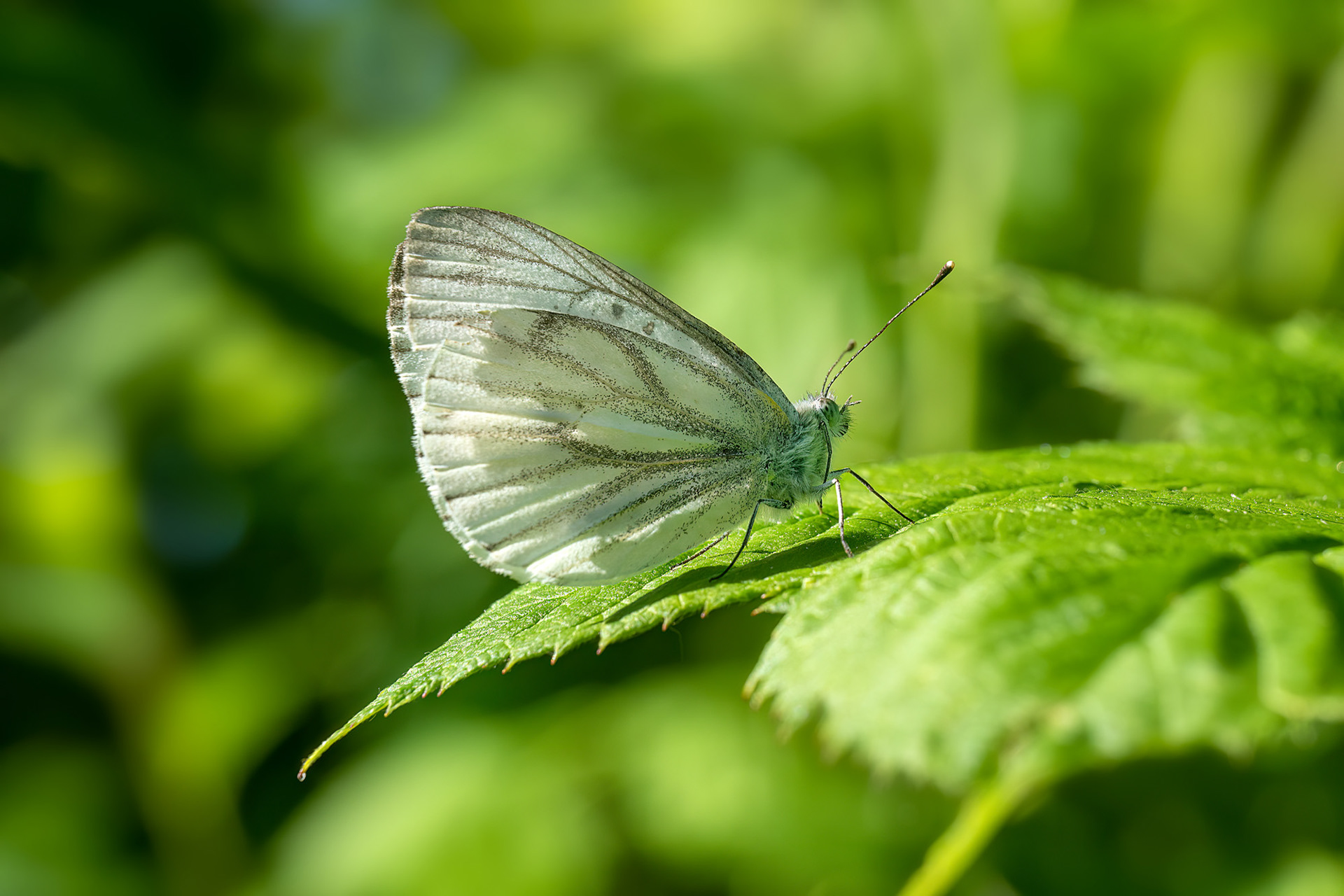 Pieris napi