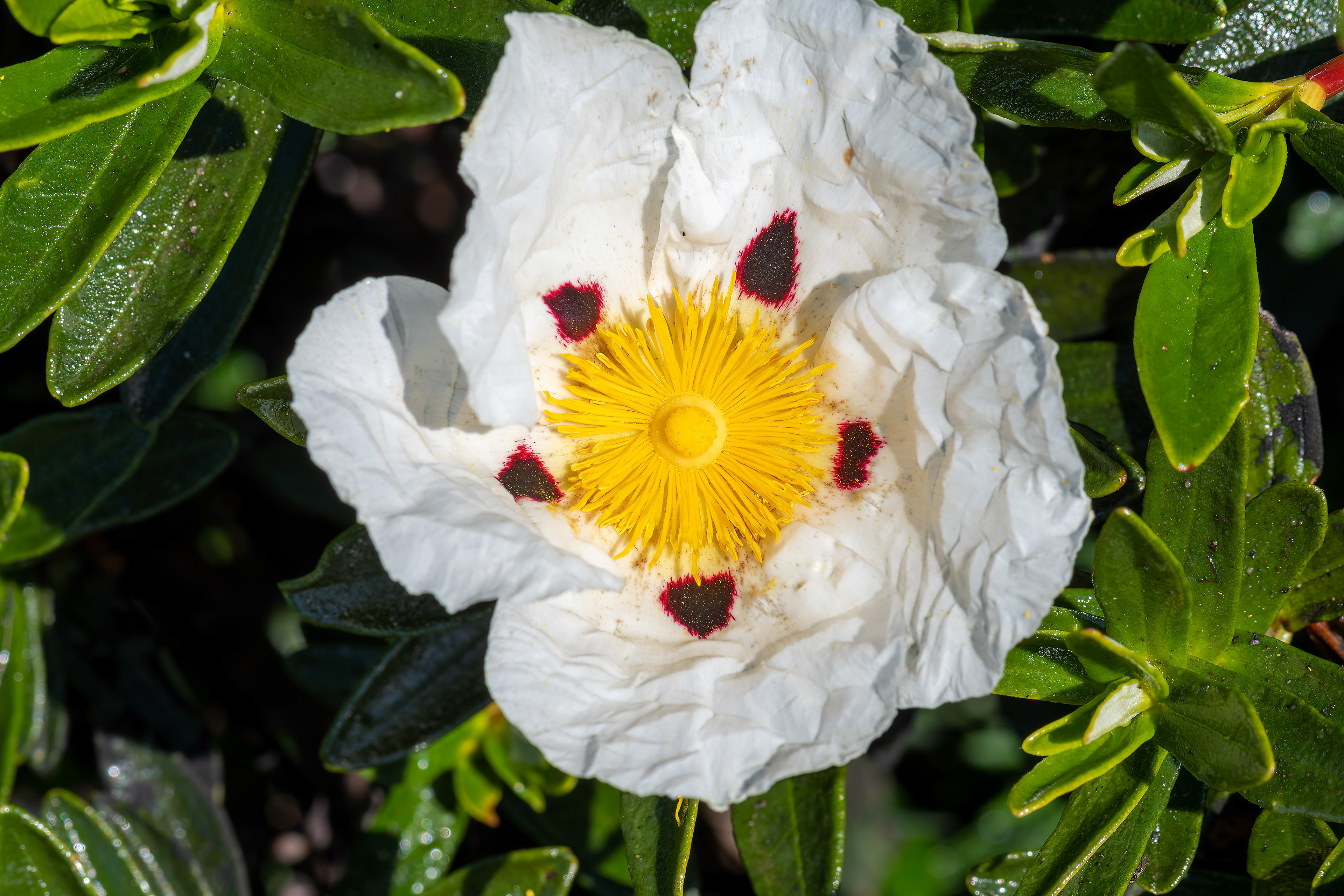 Cistus palhinhae