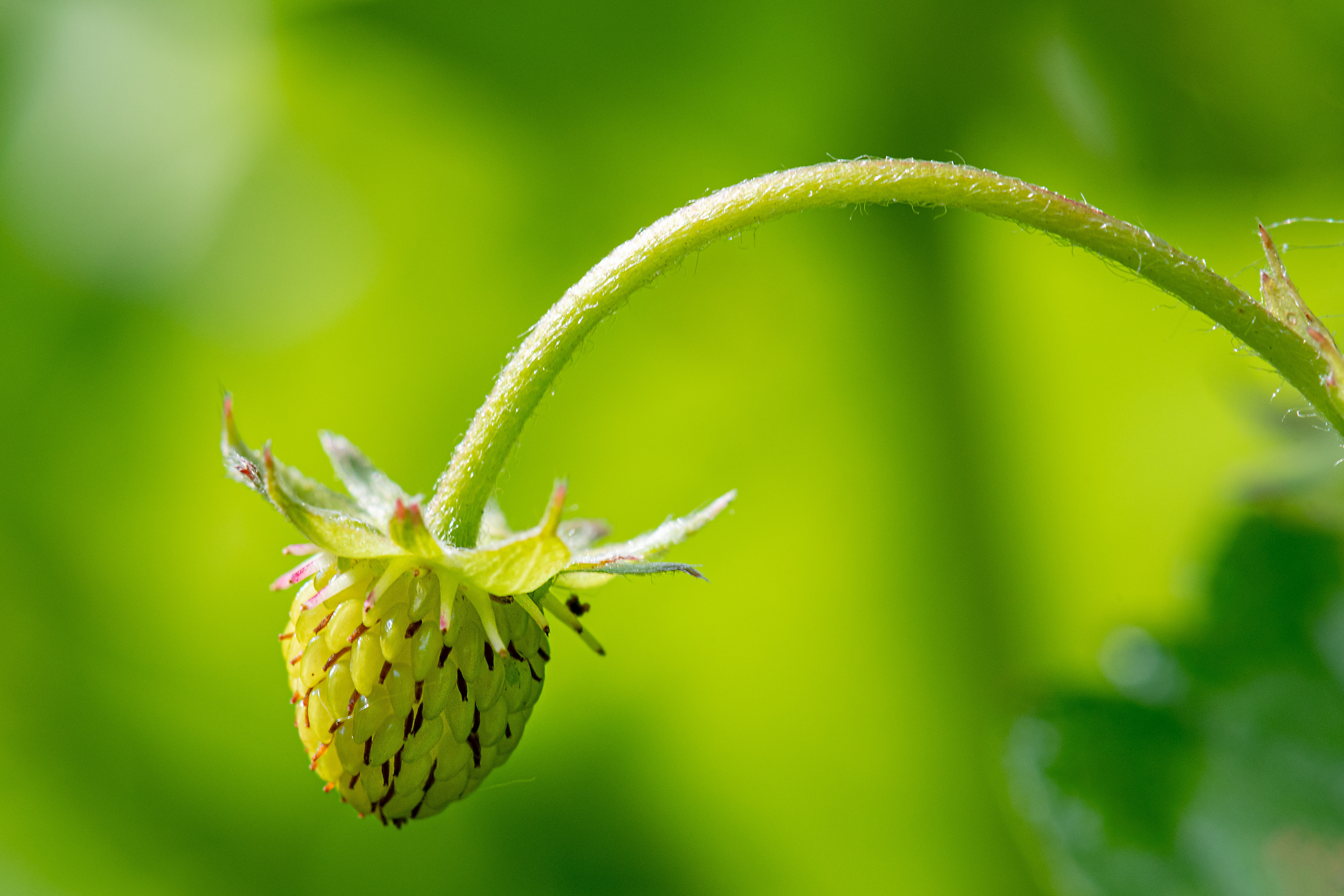 Fragola