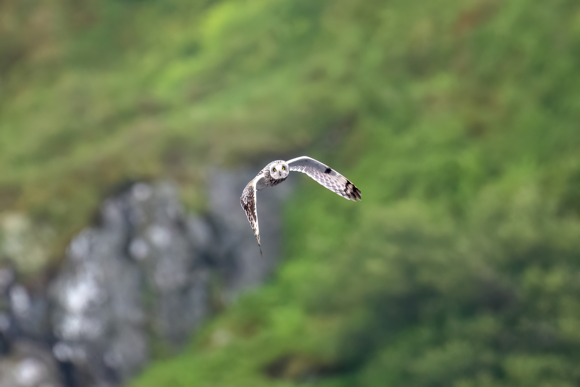 Gufo di palude maschio