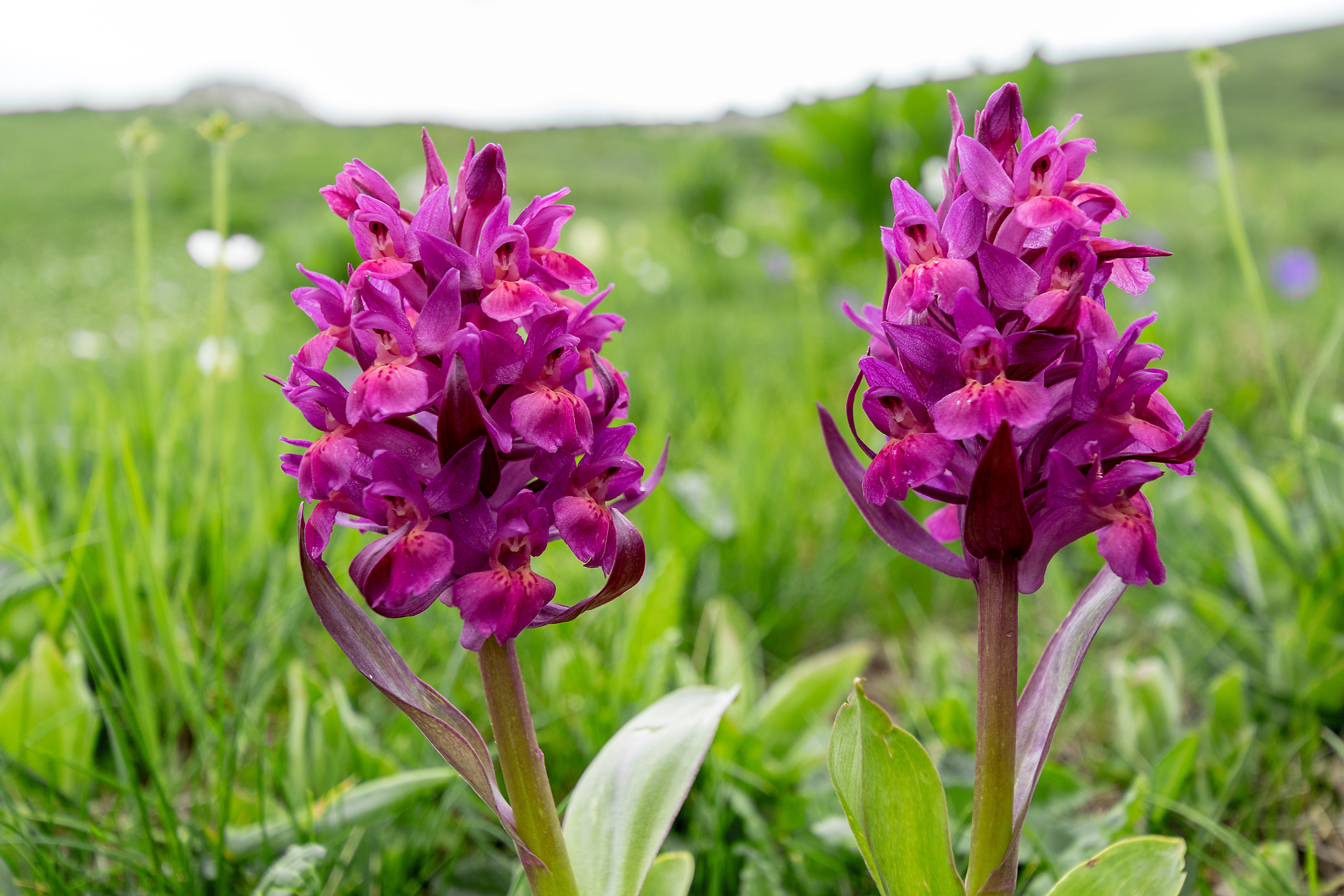 Dactylorhiza sambucina