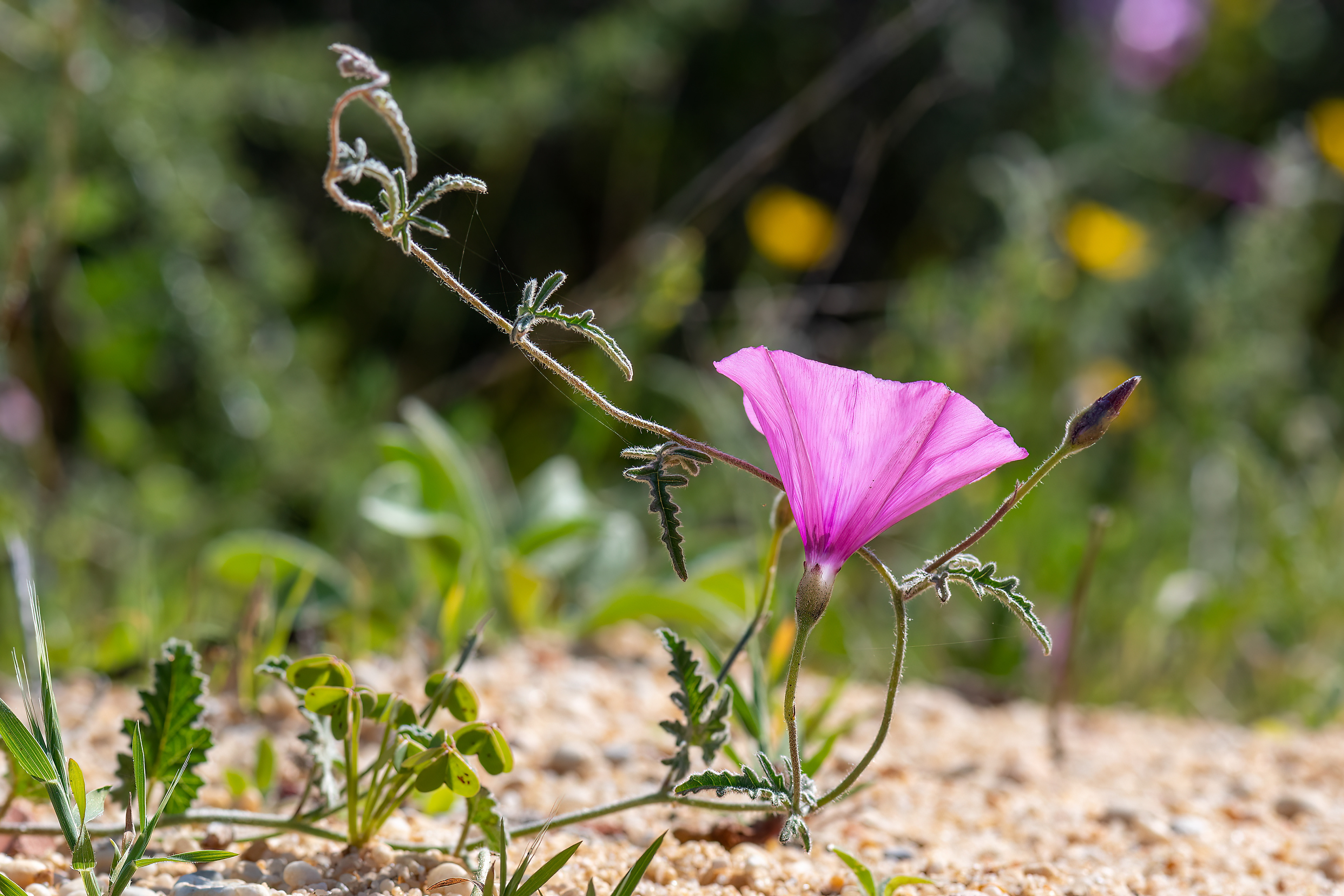 Convolvolo rosa