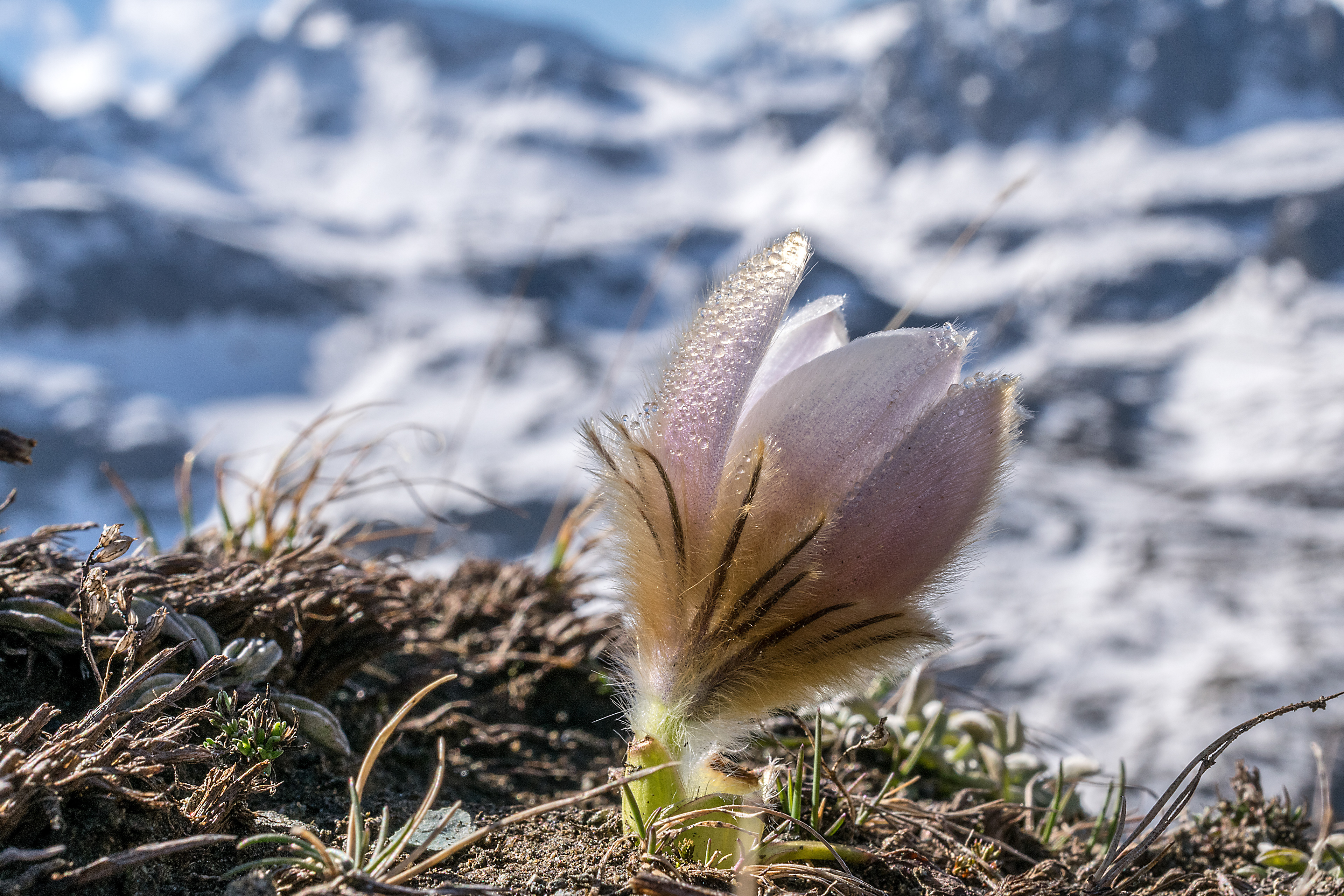 Pulsatilla vernalis