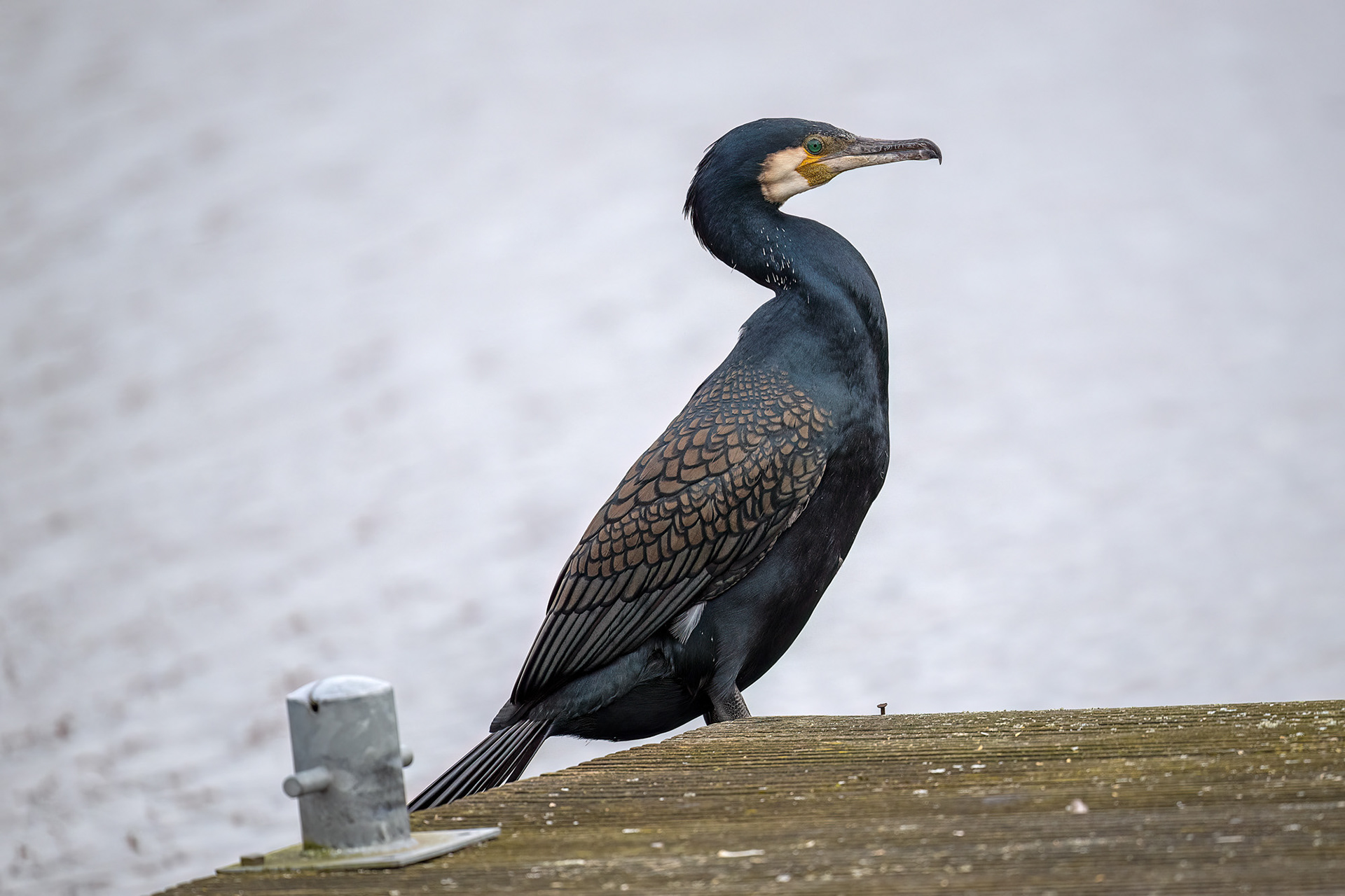 cormorano