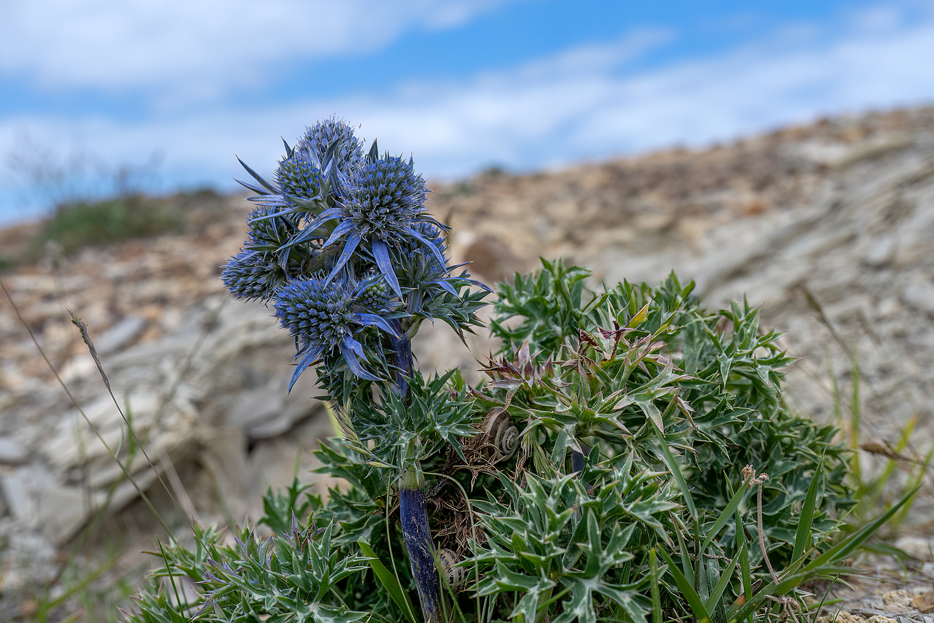 Cardo azzurro - Eryngium bourgatii