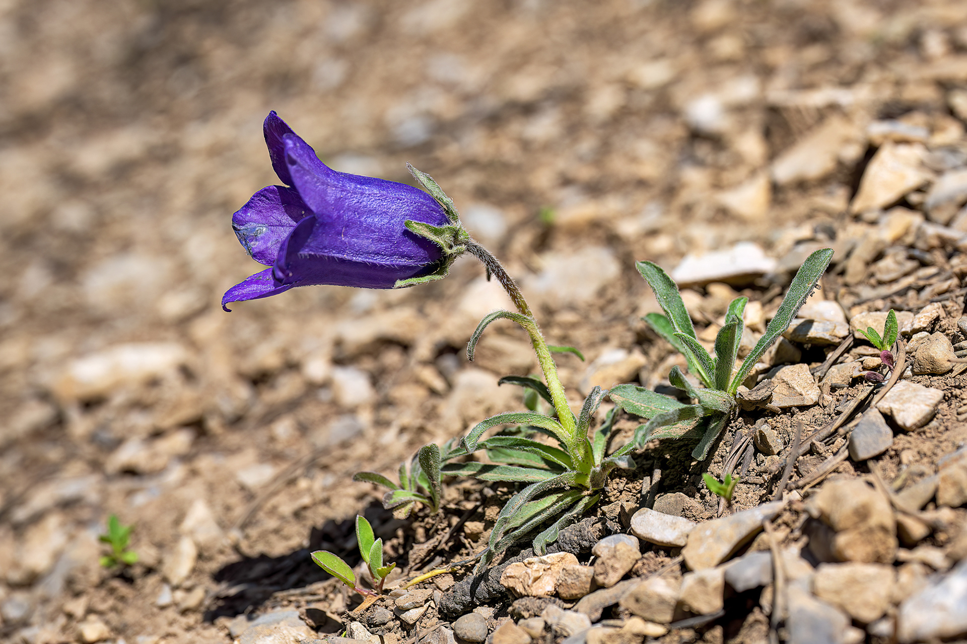 Campanula alpestris