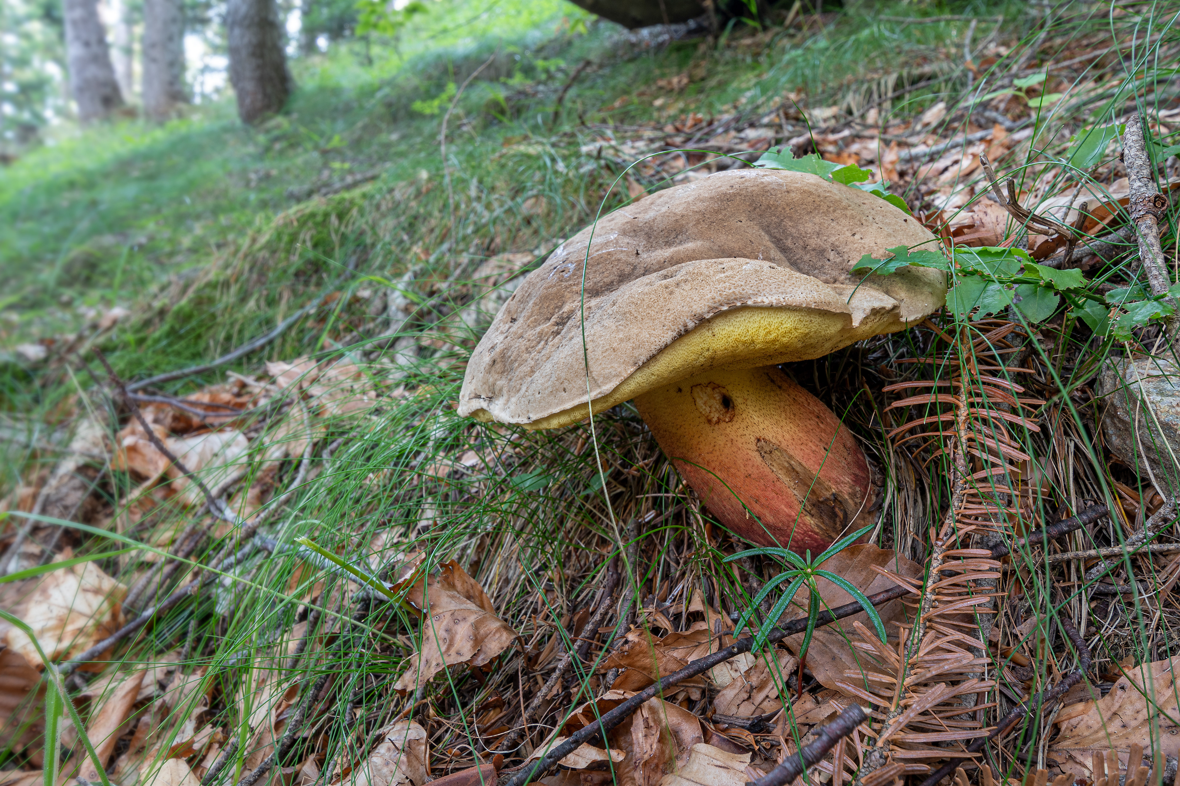 Boletus satanas