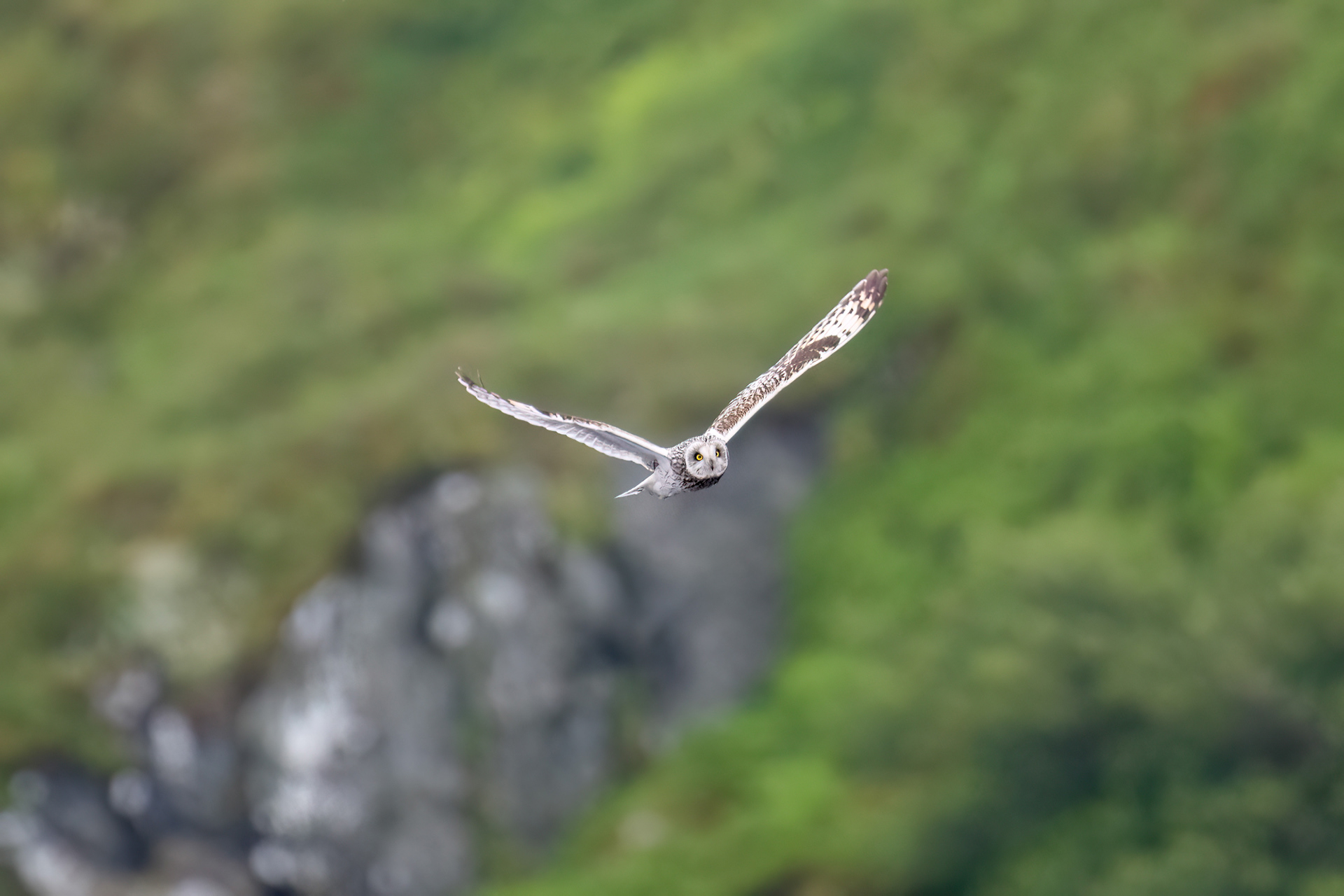 Gufo di palude maschio