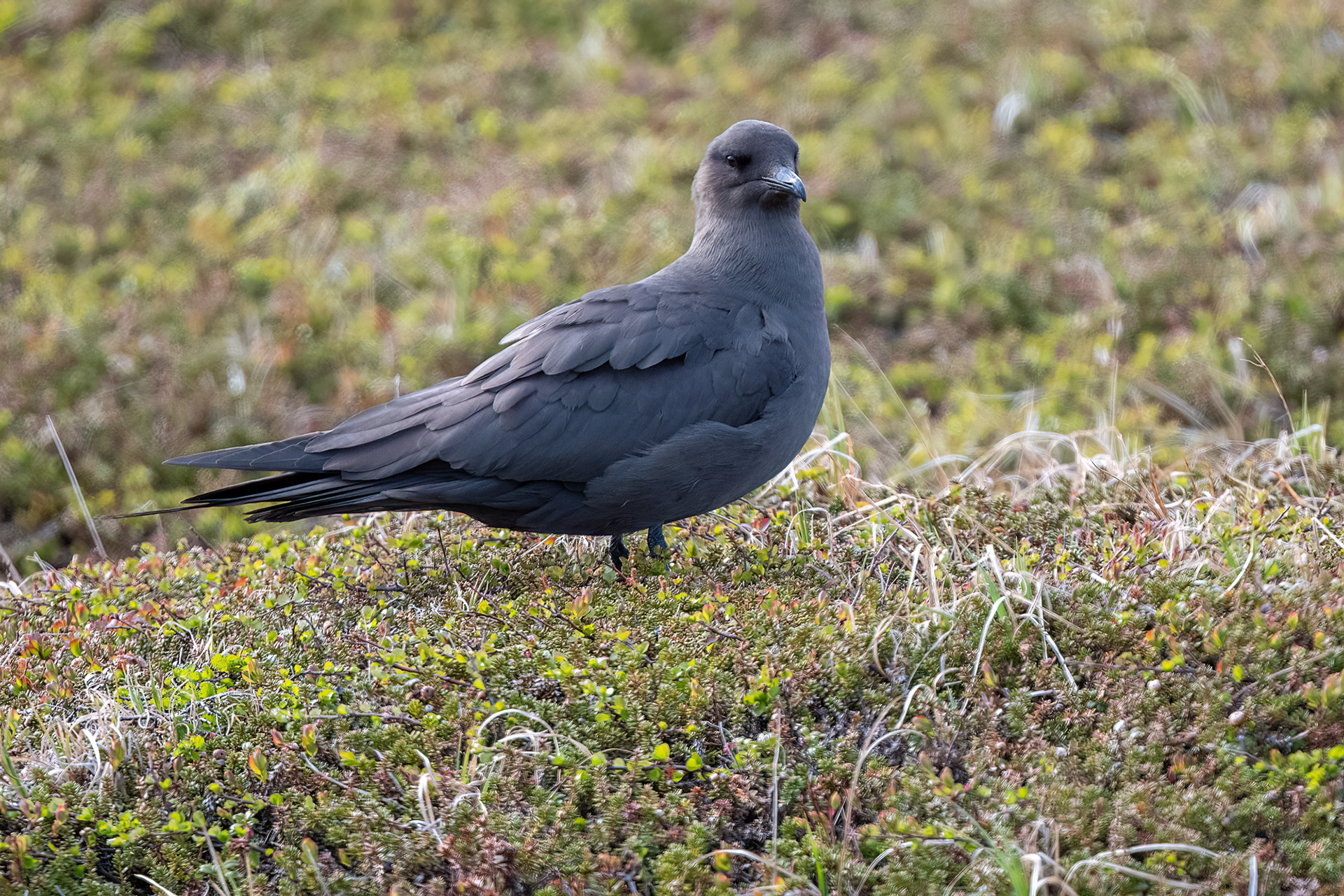 Penisola di Varanger - Labbo fase scura