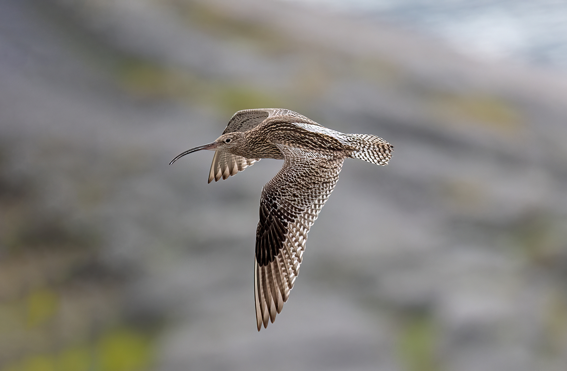 Chiurlo maggiore maschio