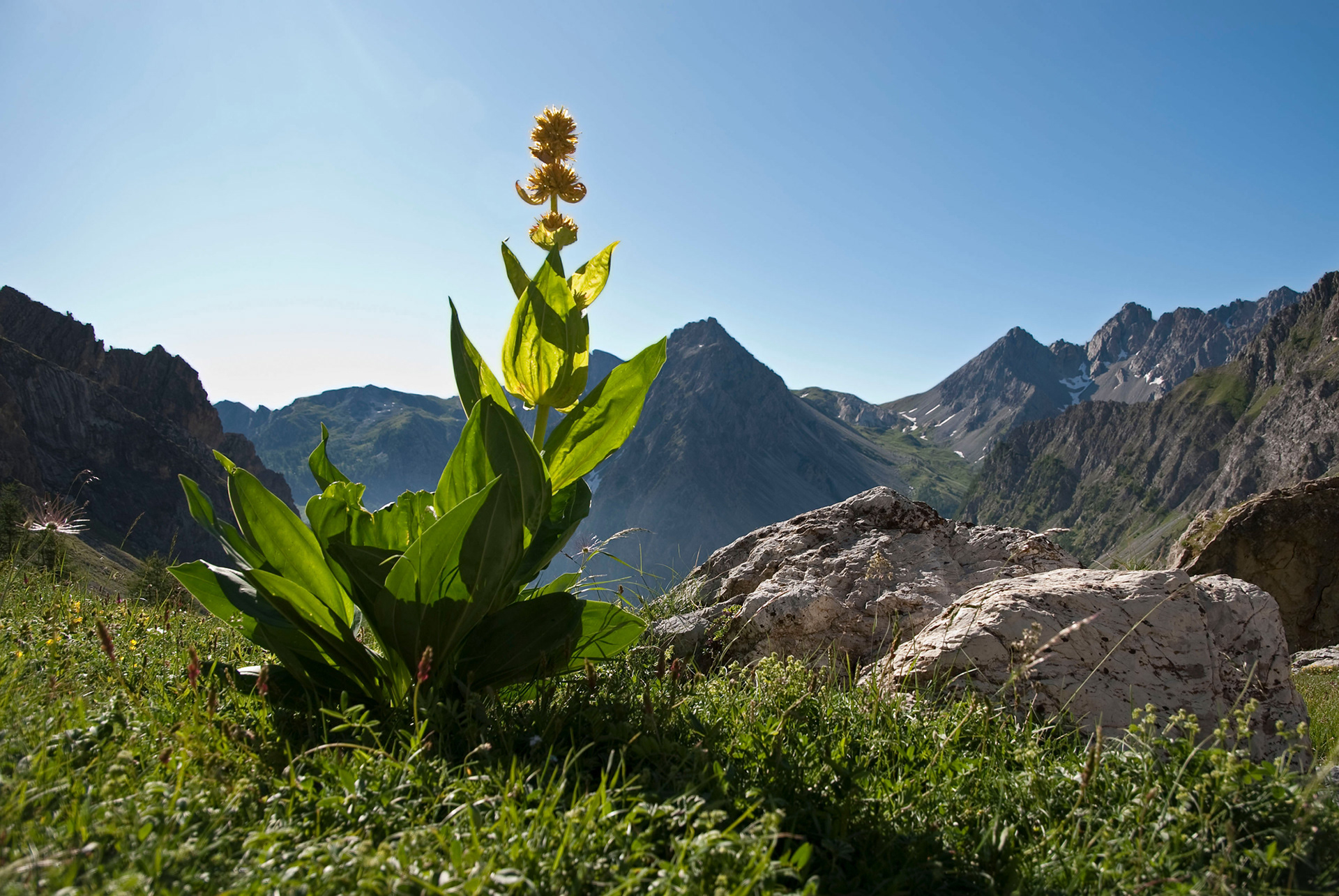 Gentiana lutea