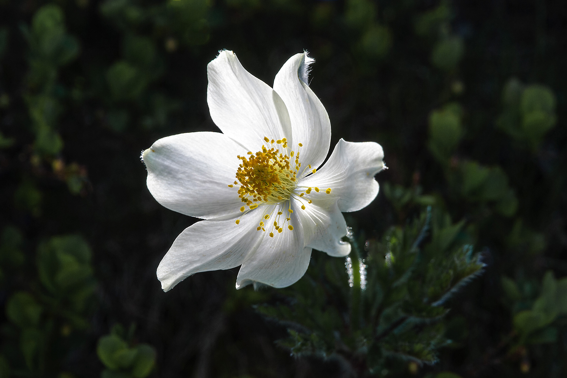 Pulsatilla alpina