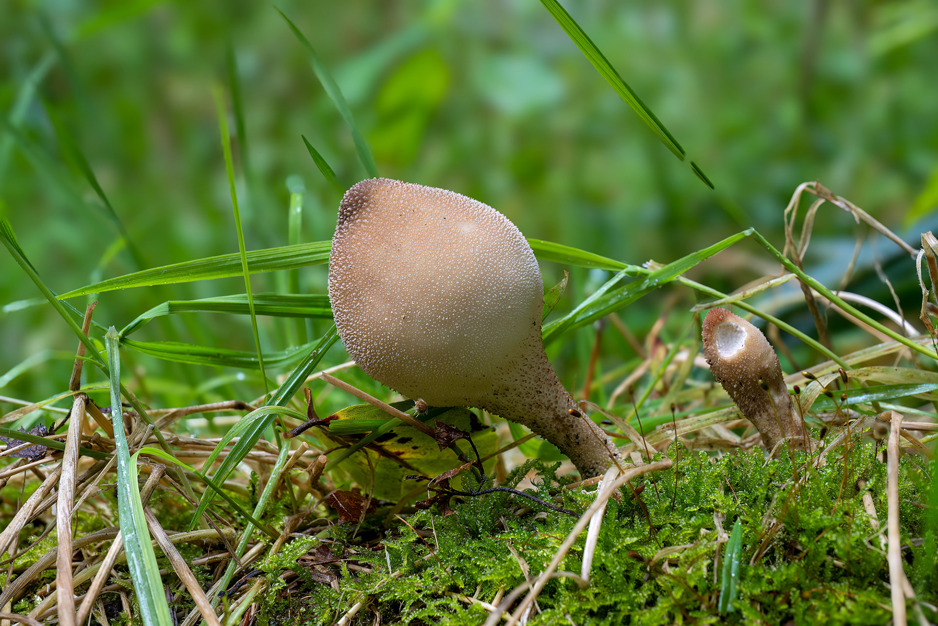 Lycoperdon piryforme