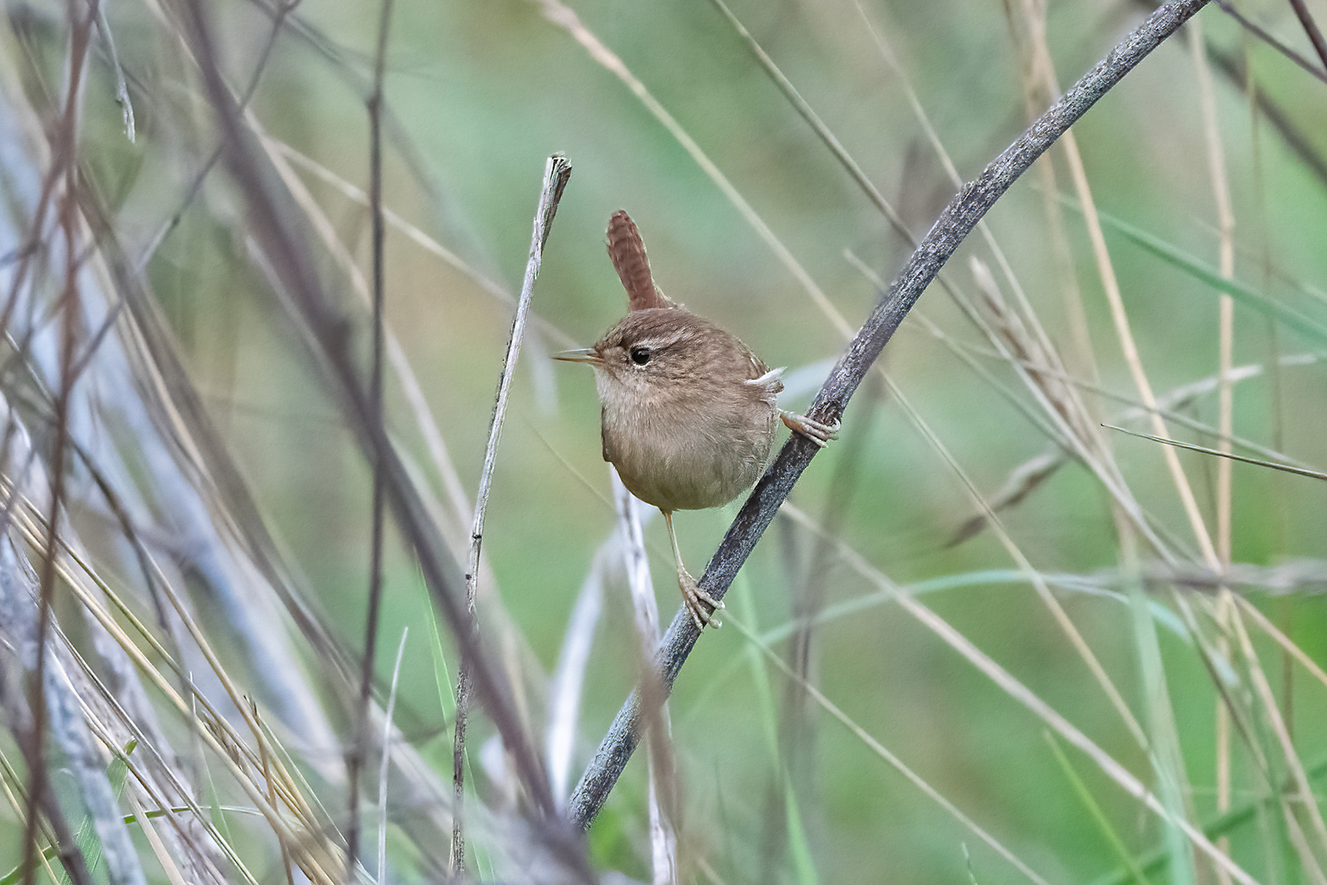 Riserva Sentina - scricciolo