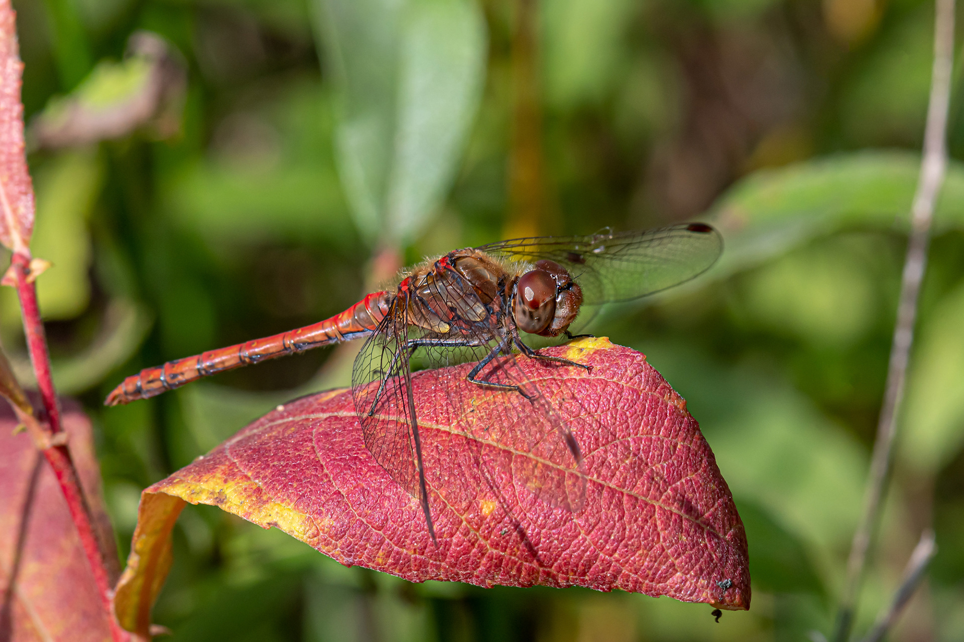 Sympetrum sanguineum