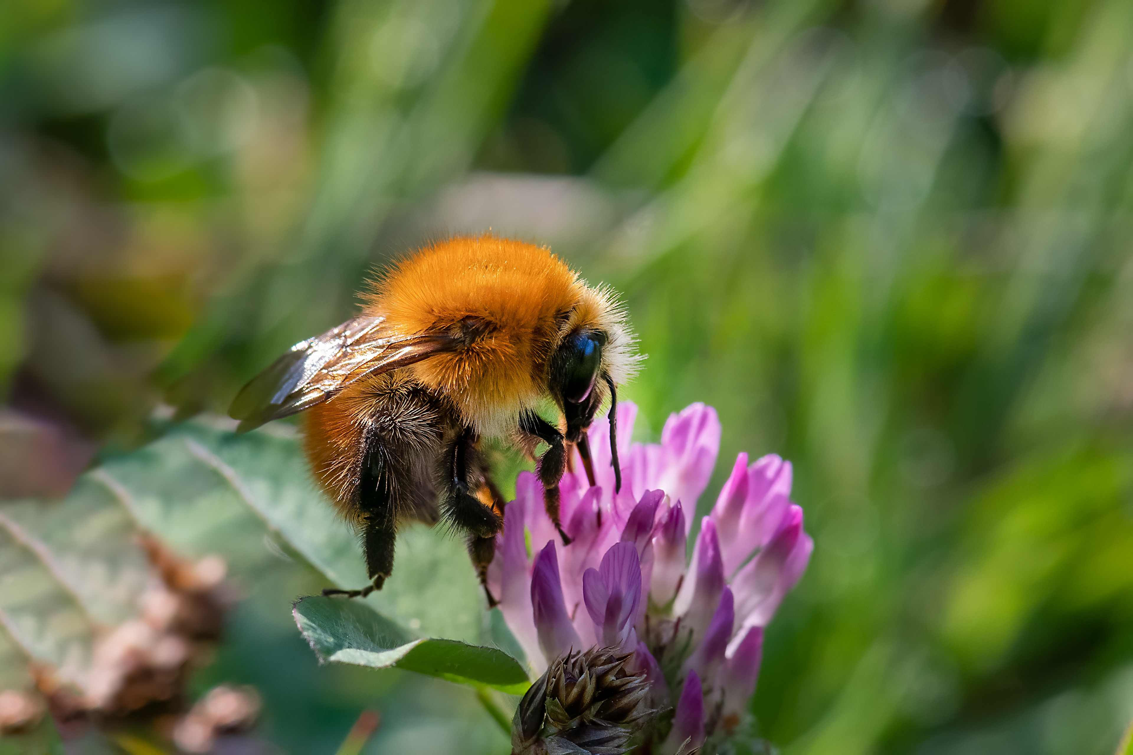 Bombus pascuorum