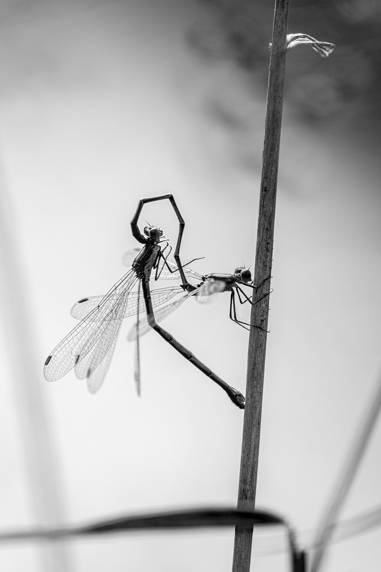 Lestes viridis