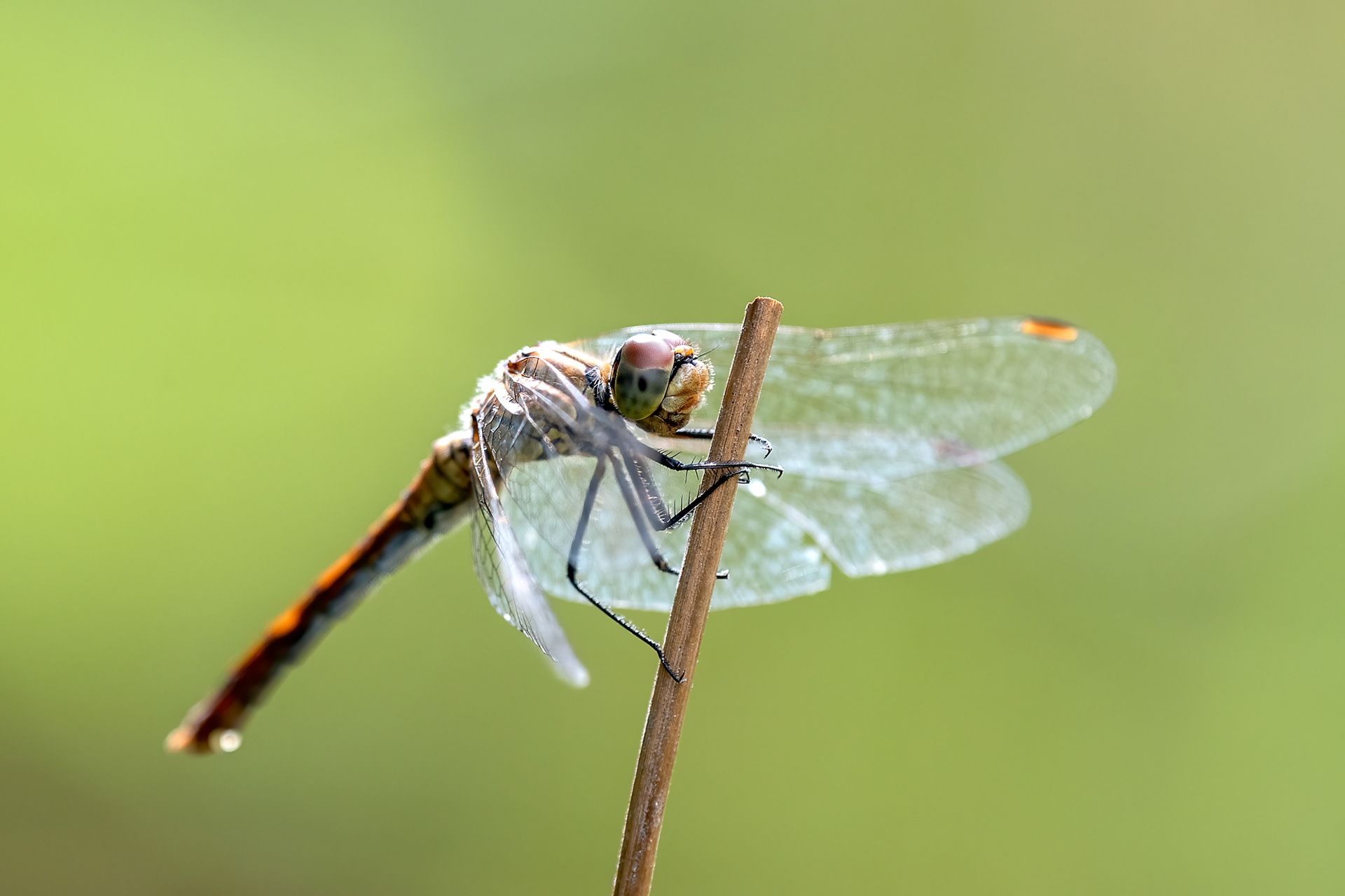 Sympetrum sanguineum