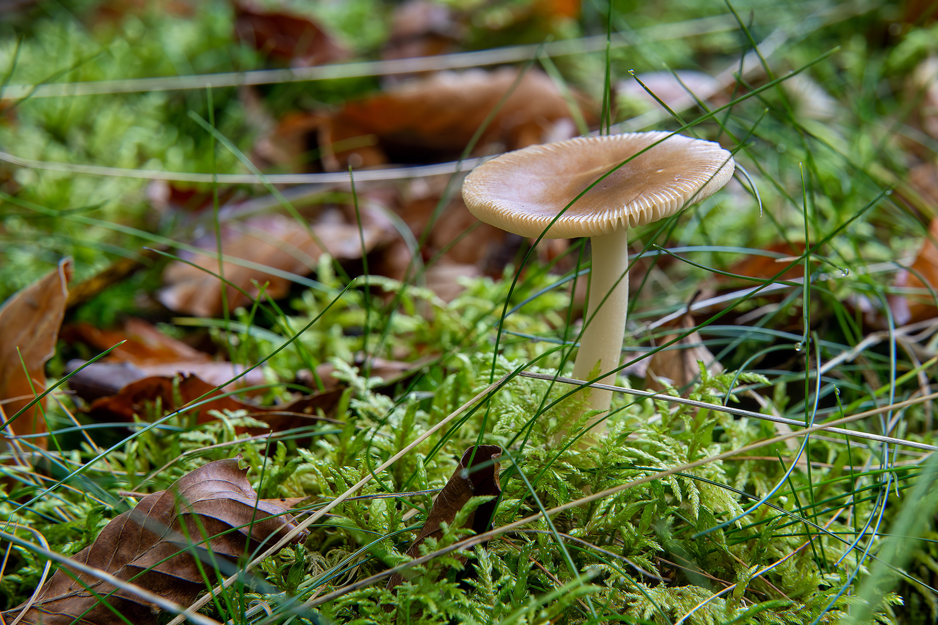 Amanita fulva