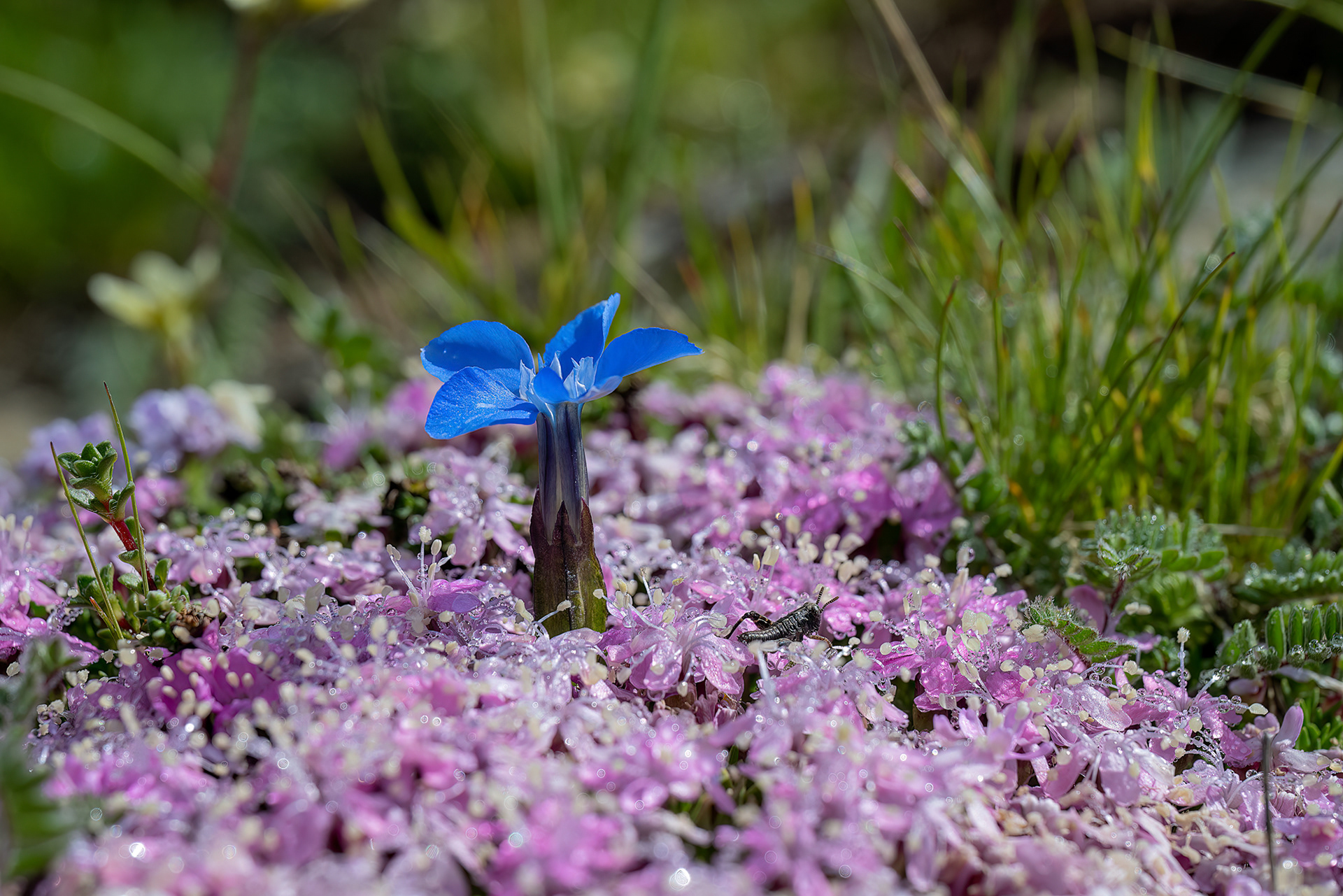 Gentiana verna