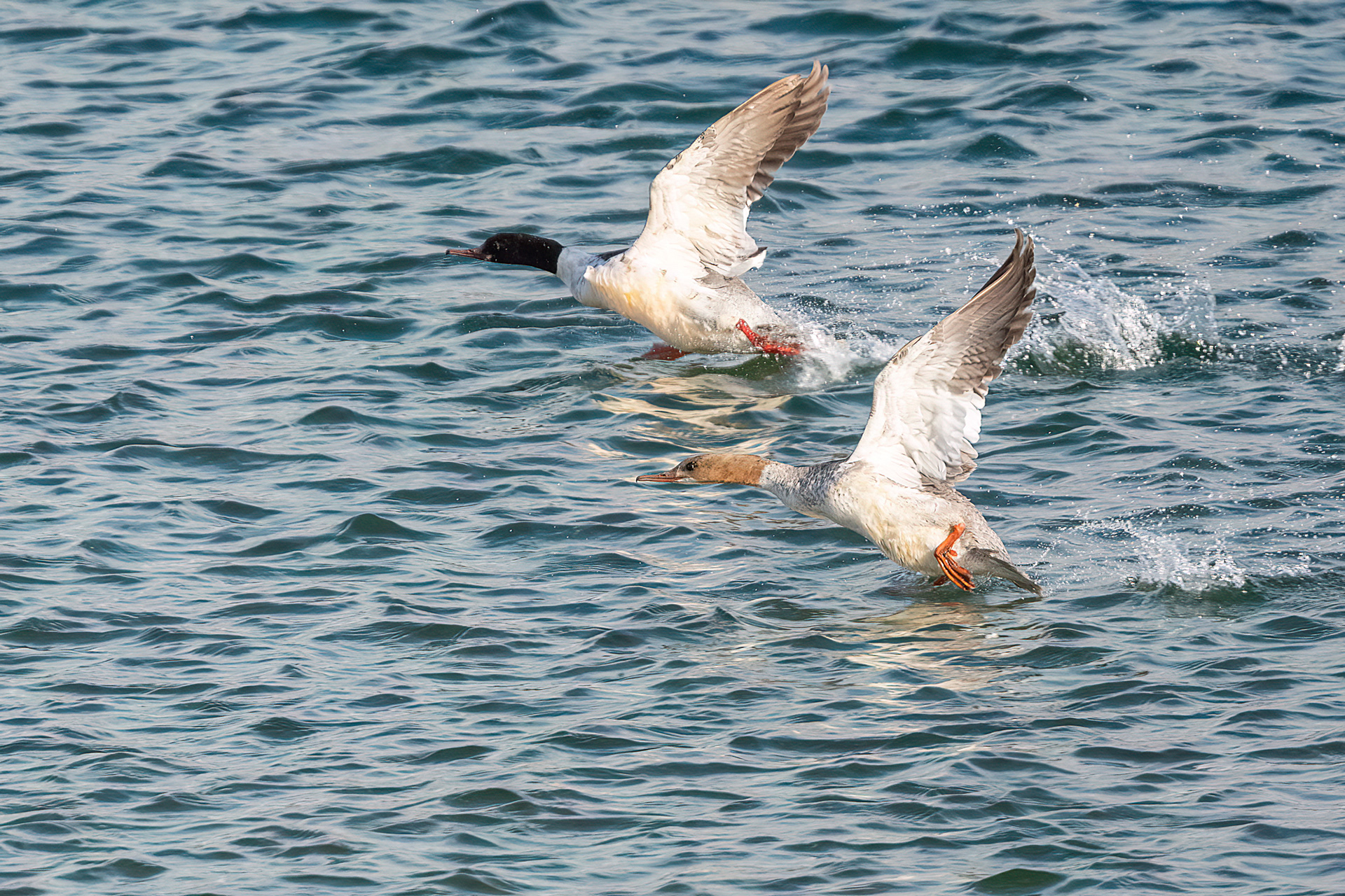 Penisola di Varanger - Smergo maggiore maschio e femmina