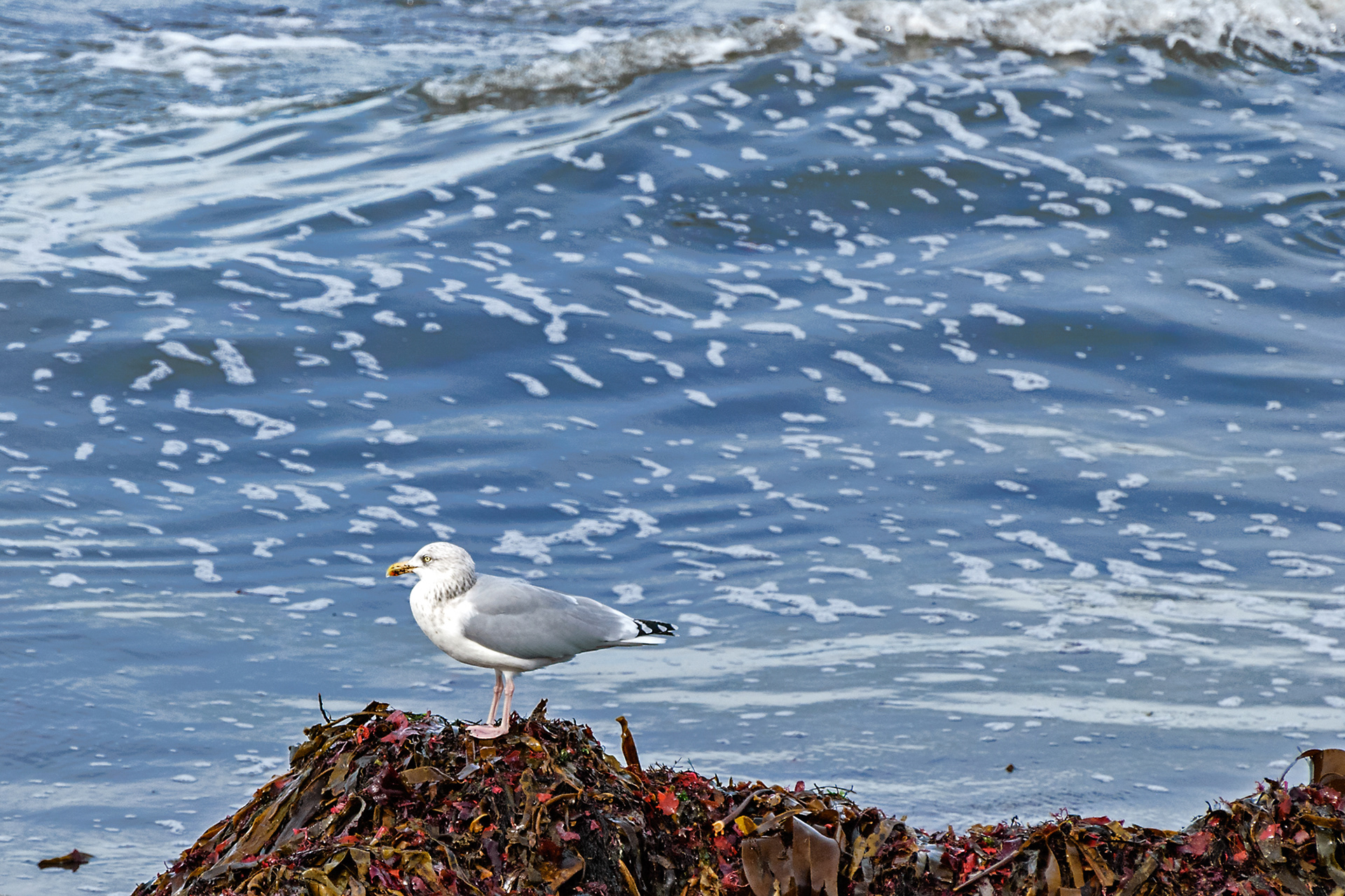 Gabbiano reale nordico