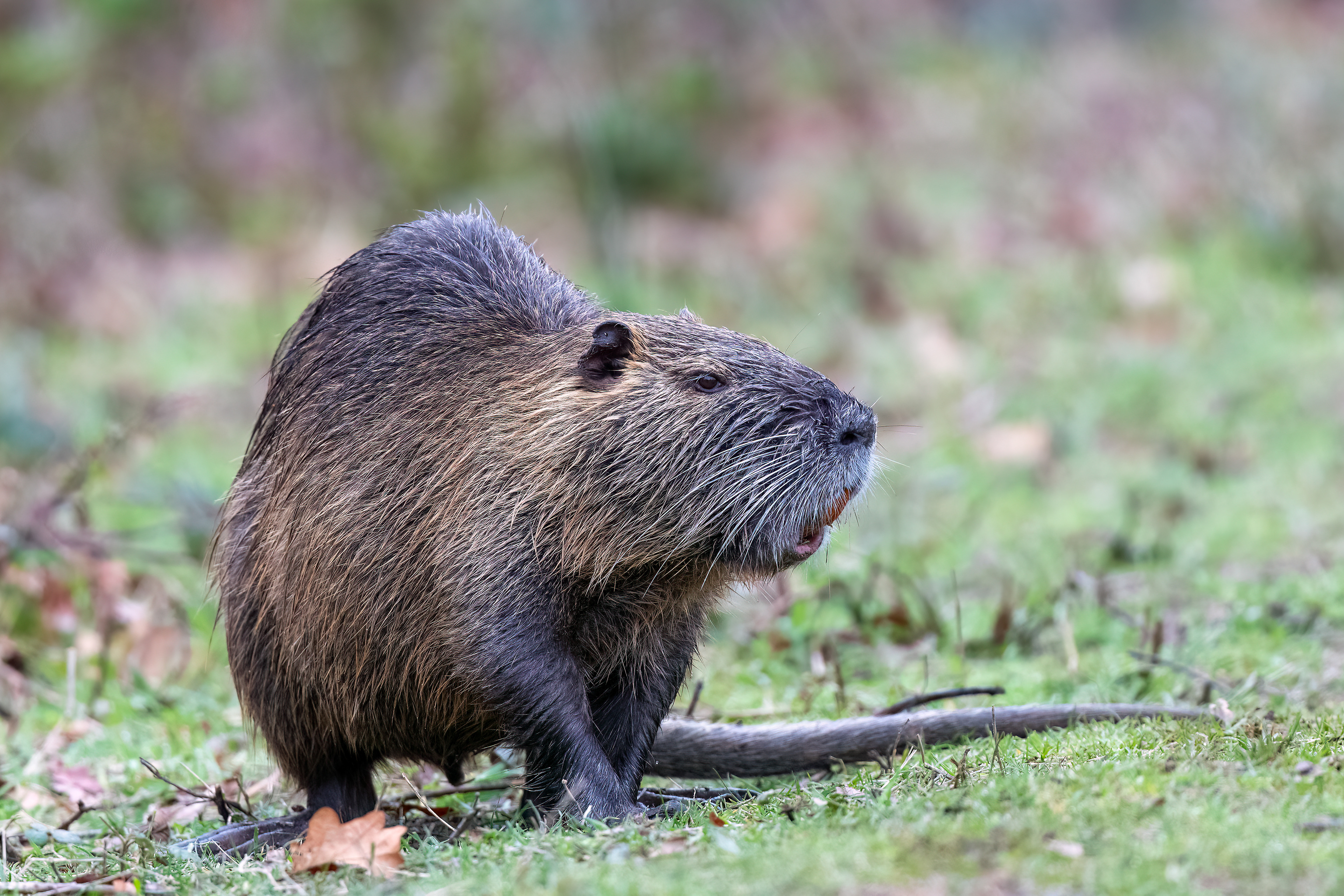 Nutria