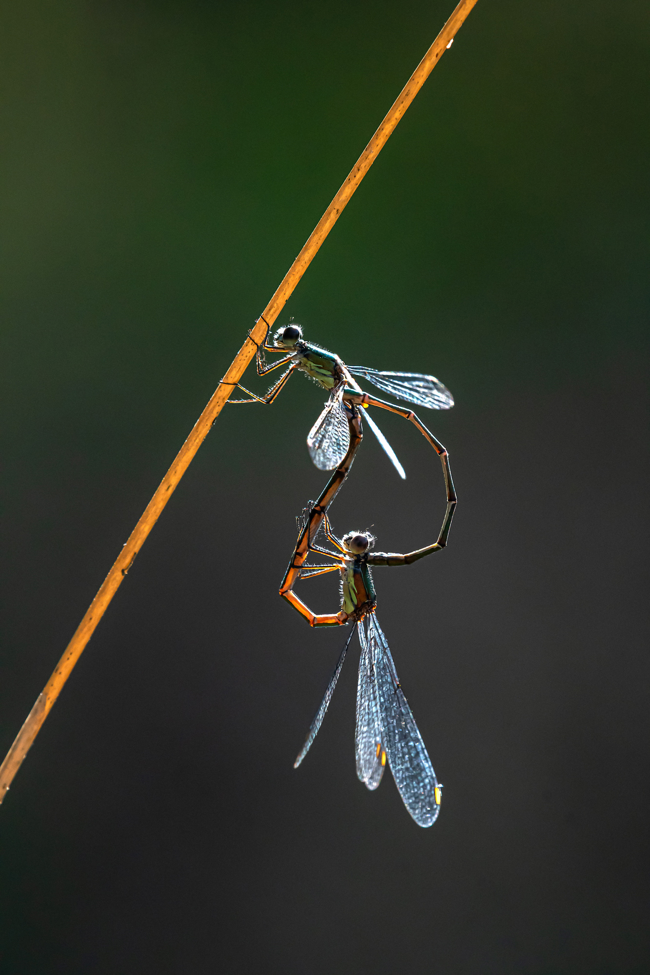 Lestes viridis