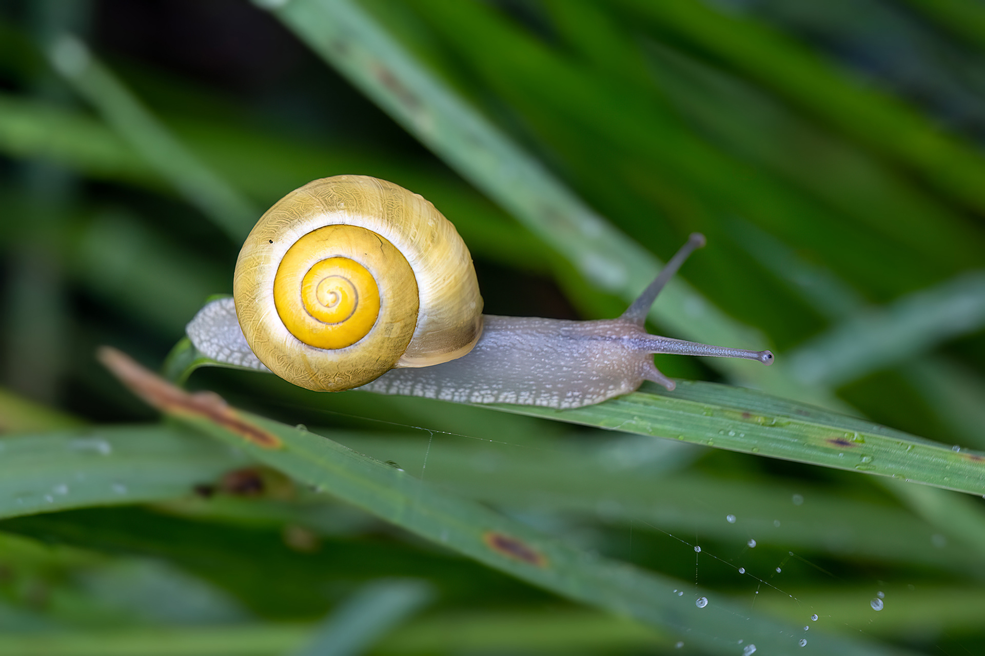 Cepaea nemoralis