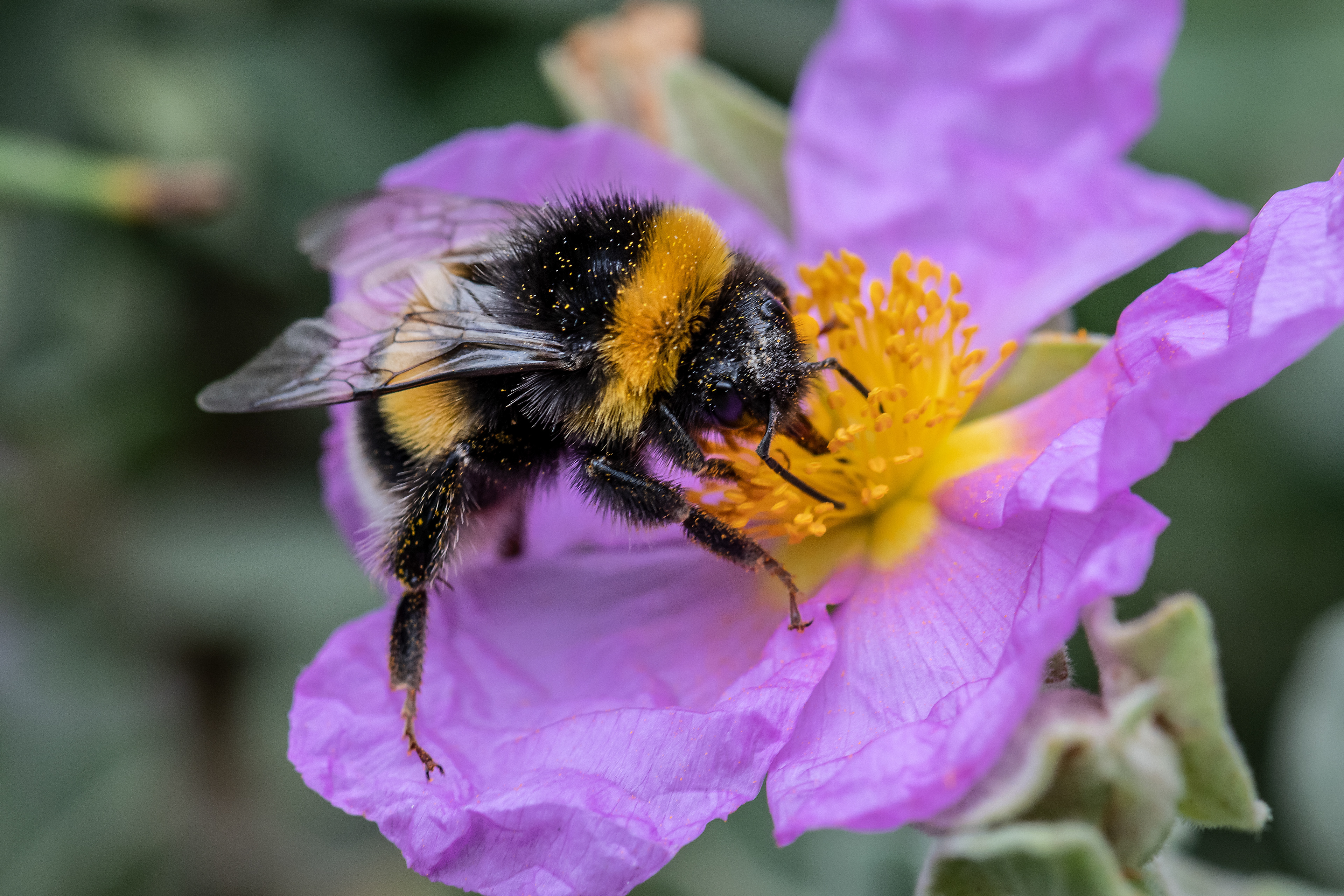 Bombus terrestris