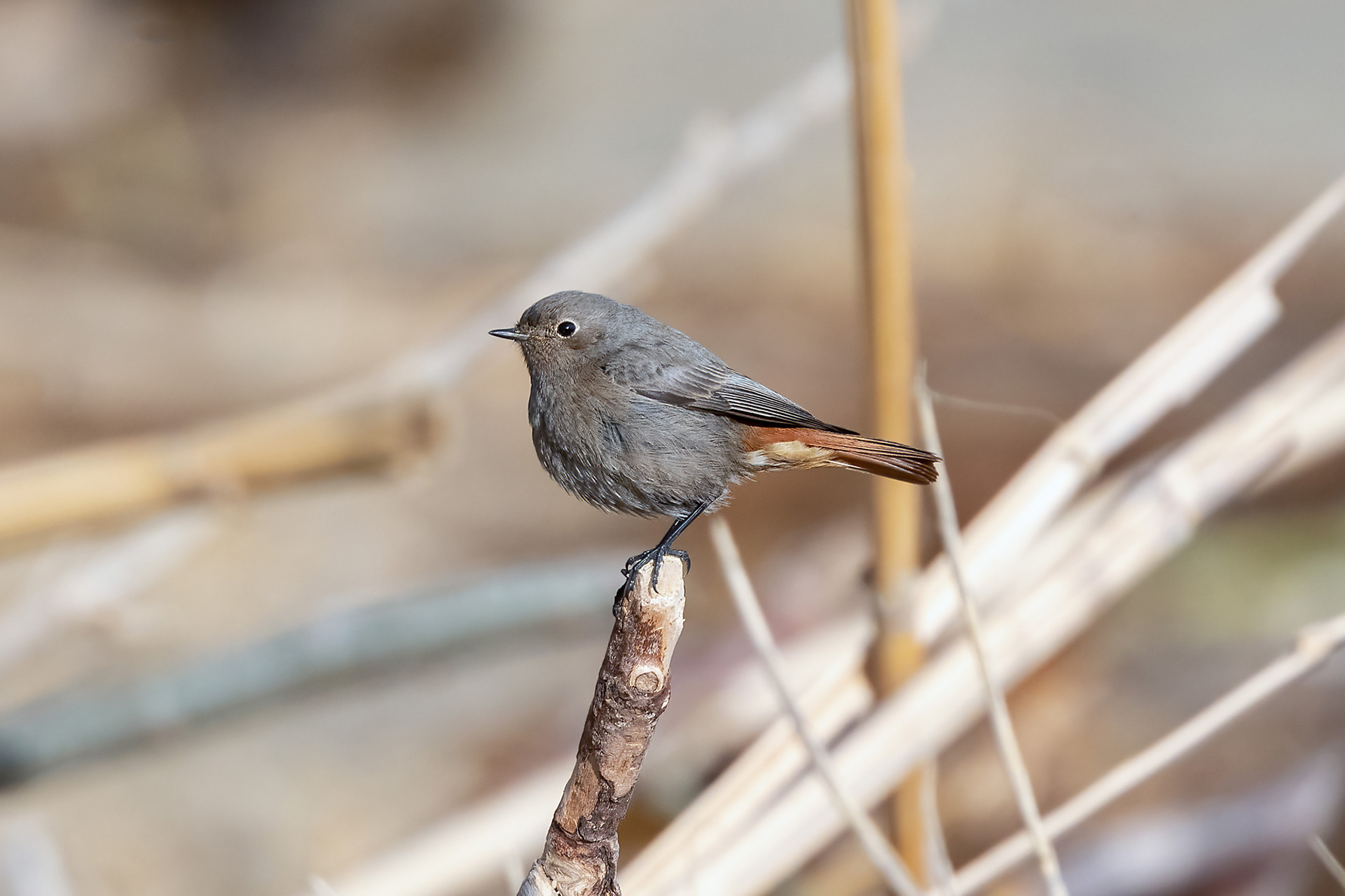 Riserva Sentina - codirosso spazzacamino maschio