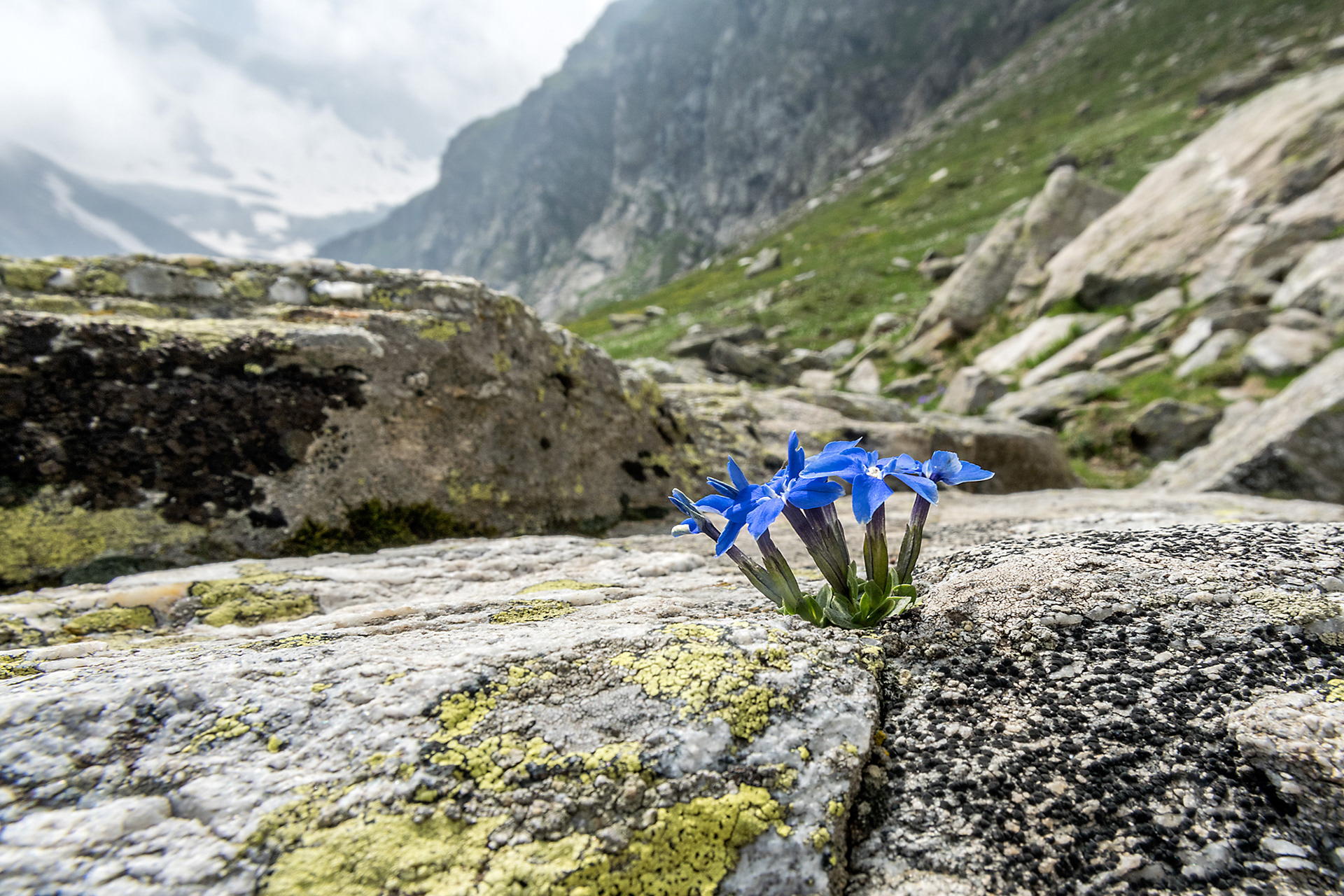 Gentiana verna