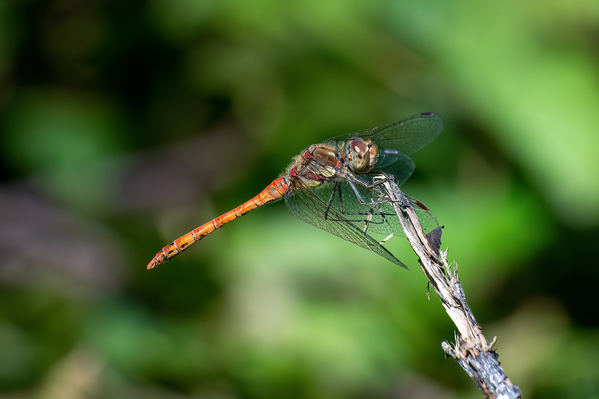 Sympetrum striolatum maschio