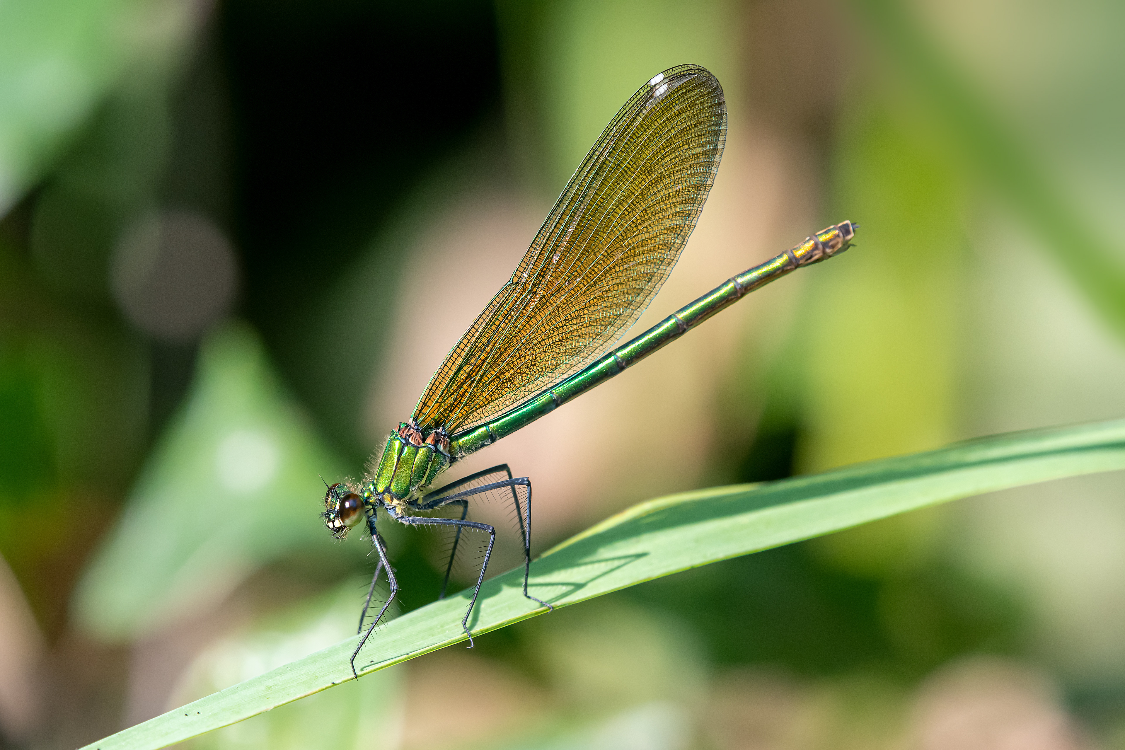 Calopteryx virgo